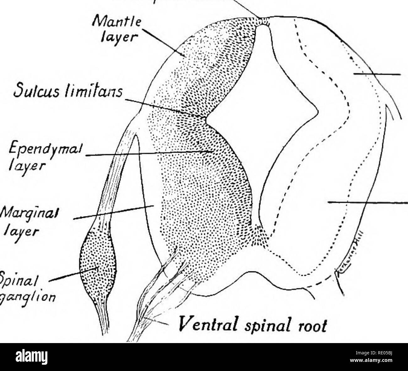 . Un manuale di laboratorio e libro di testo di embriologia. Embriologia. 330 LA MORFOGENESI DEL SISTEMA NERVOSO CENTRALE I derivati del tubo neurale vescicole primario suddivisioni cavità derivati Telencephalon la corteccia cerebrale corpora striata Rhinencephalon ventricoli laterali porzione craniale del terzo ventricoli Prosencephalon Diencephalon Epithalamus (corpo pineale) talamo tratto ottica ipotalamo ipofisi tuber cinereum corpi mammillare terzo ventricolo mesencefalo mesencefalo Corpora quadrigemina Tegmentum Crura cerebri Aquaeductus cerebri Rhombencephalon Metencephalon cervelletto P Foto Stock