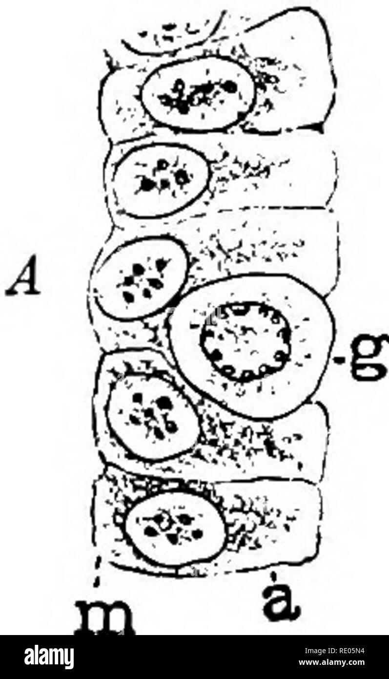 . Un manuale di laboratorio e libro di testo di embriologia. Embriologia. Il HISTOGENESIS dei tessuti nervosi 311 zona, non cellulare, in cui le fibre nervose crescere. La zona le cellule ependimali cellule contribuisce allo sviluppo del mantello strato (Fig. 298 D.) Il cellulare dello strato di mantello costituisce la sostanza grigia del sistema nervoso centrale, mentre il materiale fibroso a livello marginale costituisce la sostanza bianca del midollo spinale. Si prega di notare che queste immagini vengono estratte dalla pagina sottoposta a scansione di immagini che possono essere state migliorate digitalmente per la leggibilità - Colorazione e aspetto di queste illustrazioni potrebbero non pe Foto Stock