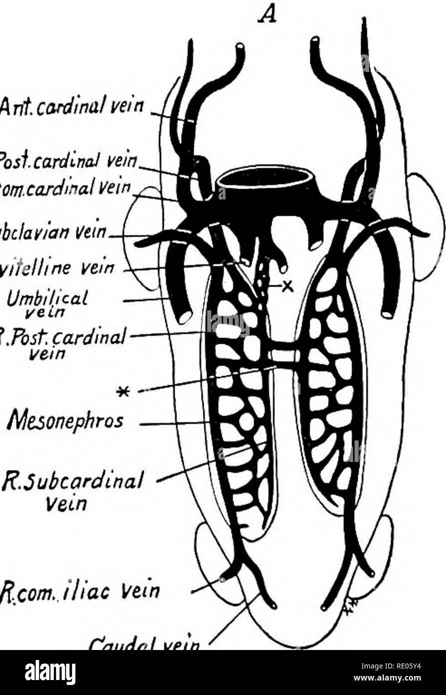 . Un manuale di laboratorio e libro di testo di embriologia. Embriologia. 280 LO SVILUPPO DEL SISTEMA VASCOLARE del Cardinale posteriore vene e origine della vena cava inferiore - Il Cardinale posteriore vene cephalad corso lungo il lato dorsale del mesone- phroi e aprire nel comune di Cardinale vene (Fig. 274, A). Ciascuno riceve un. R, Arit. cardinalvein ft. Post vena cardinale Rcom.cardinalVein vena succlavia. R.vifelhne vena ft. Voi ombelicale RJbst err. il cardinale faomJtiac vena Vena vena caudale fWfil.il cardinale vena. Si prega di notare che queste immagini vengono estratte dalla pagina sottoposta a scansione immagini che m Foto Stock