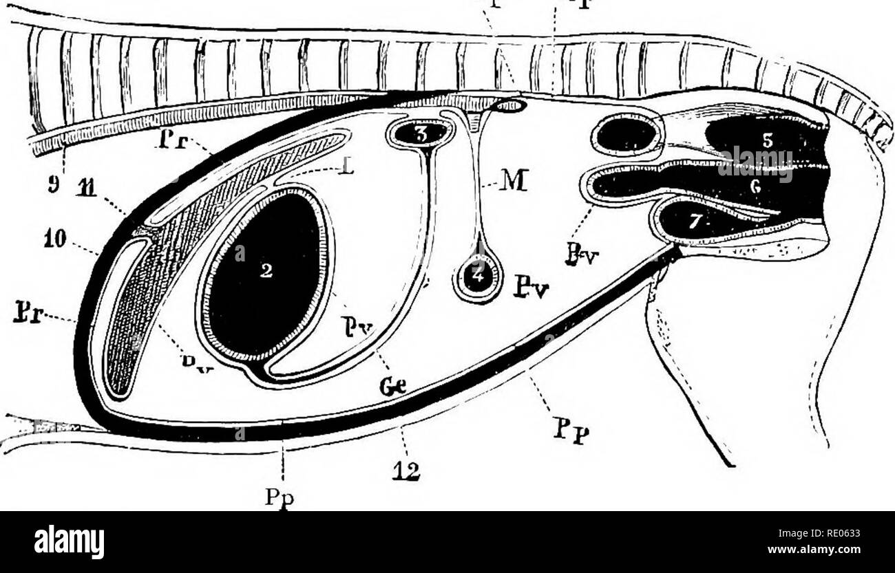 . Un libro di testo di zoologia agricoli. Zoologia, agricolo; zoologia, economico. KESPIEATORY ORGANI. 303 le strutture interne. Il chief jsarts di questo livello viscerale peri- toneum sono il grande omento {Ge), la epato-gastrica liga- mento (L), il mesenterio (il/), e il meso-coliche mesenterica. Il omento è la grande piega che collega lo stomaco con il piccolo intestino (3), ed è spesso pieno di grasso; il epato-. Fig. 158.-teorico, Longititdinal e Mkdian f^KcTI^^' ok cavità addominale, per mostrare Pebitoneum io, fegato ; 2, stomaco ; 3, .intestino tenue ; 4, origine di floatinj^ colon ; 5, ri Foto Stock