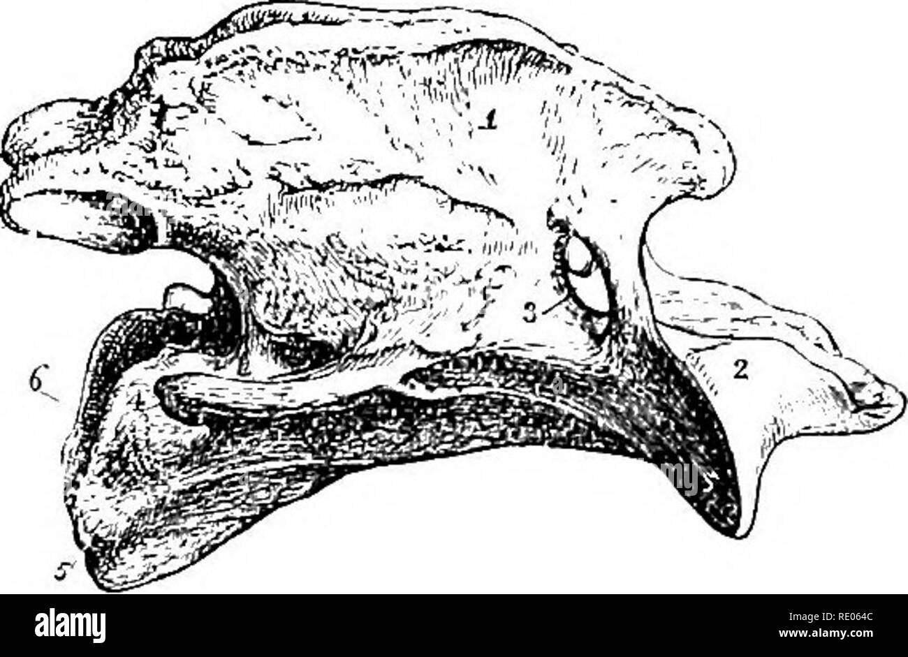 . Un libro di testo di zoologia agricoli. Zoologia, agricolo; zoologia, economico. 288 lo scheletro del cavallo. numher. Questo è il numero generale in tutti i mammiferi ; anche il lungo collo della giraffa ha solo lo stesso numero del collo corto del maiale", il cen'ical vertebre sono cubica in forma, le prime due vengono modificati. Il primo è noto come il atJcL--&LT; (fig. 151), che è semplicemente un anello osseo con cui il cranio articu- ritardatari di fronte; non vi è alcun centrum a questo ver-. tebra a tutti. La seconda. Fig. 150.-Axiy. (Luteral vista.) 1, superiore al processo spinoso ; '2, odontoid jiro cess ; 3, in Foto Stock