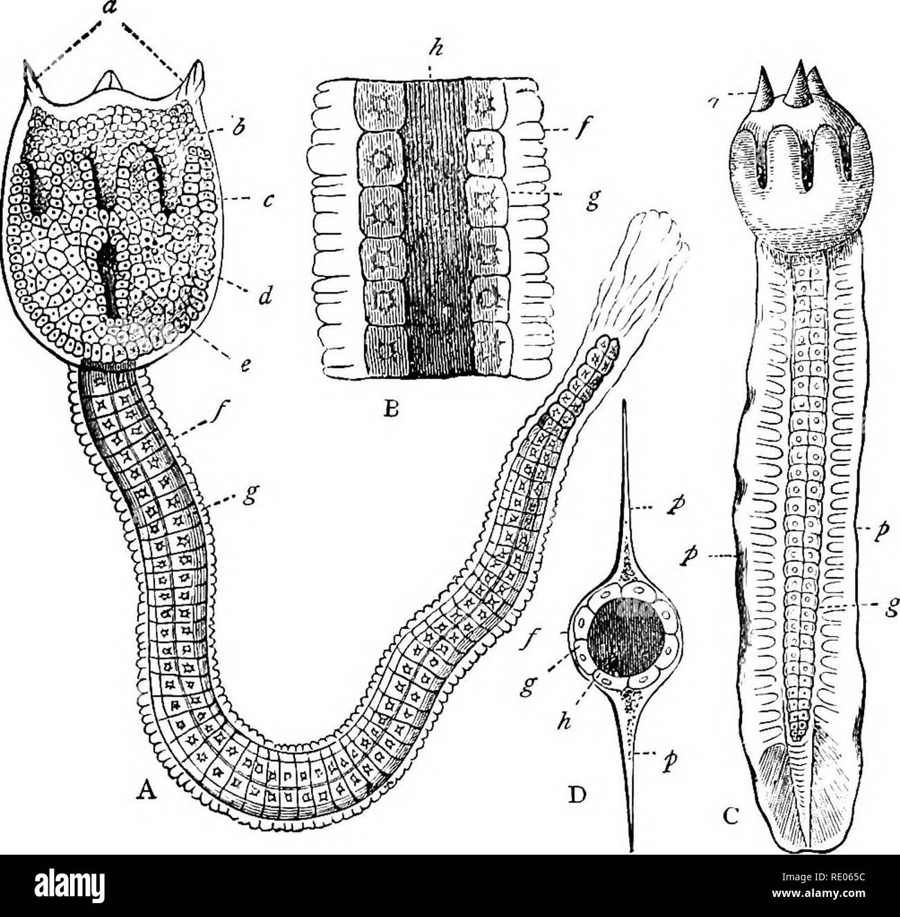 . Un libro di testo di zoologia agricoli. Zoologia, agricolo; zoologia, economico. ACRANIA (AMPHIOXUS). 279. Fig. 145.-sviluppo di un Thnicatb. Un, larva di Botrylhis, gi-eatly allargato: un, processi di attacco; b cellule primitive da cui organi digestivi sviluppare ; d, occhio-spot; e, ingresso al brachiale sac ; /, test esterno; g, grandi celle formanti asse centrale b, la porzione di coda, ingrandita: h, asse centrale C, un altro larva, d, vista in sezione trasversale schematica della coda: -p, p, alette ; /i, asse centrale ; G, cellulare e/, guaina esterna. (Nicholson.) In Amphiox7j,s (fig. 146) abbiamo una per Foto Stock