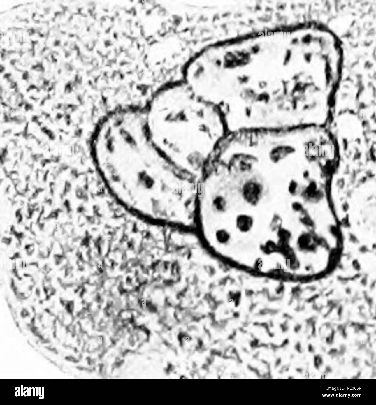 . Un manuale di laboratorio e libro di testo di embriologia. Embriologia. Fig. 246.-cella gigante dal midollo osseo di un gattino, mostrando pseudopodi estendentesi in un vaso sanguigno (]'), e dando luogo al sangue-piastre (bp) (J. H. Wright). 3. Basophilcs, o mast leucociti CMaximow), formare solo 0,5 per cento, dei leucociti. I loro nuclei sono molto irregolari nella forma e possono essere suddivisi in più pezzi che macchiano intensamente. I granuli sono in numero variabile, dimensione e forma e spesso sporca così fortemente come oscurare il nucleo. Il citoplasma è chiara e vacuolated. Basofili sono state considerate come d Foto Stock