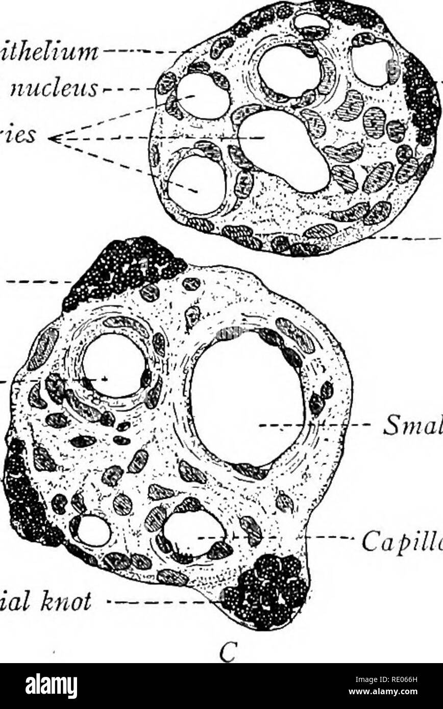 Villi coriali Immagini e Fotos Stock Alamy