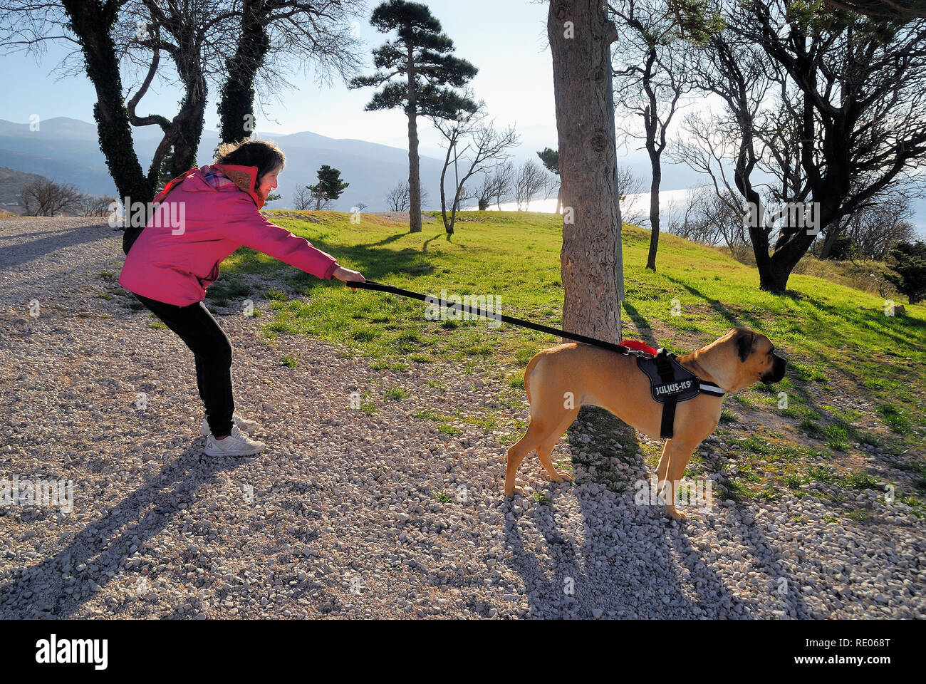 Senj, Croazia. Una donna cerca di mantenere un cane al guinzaglio. Foto Stock