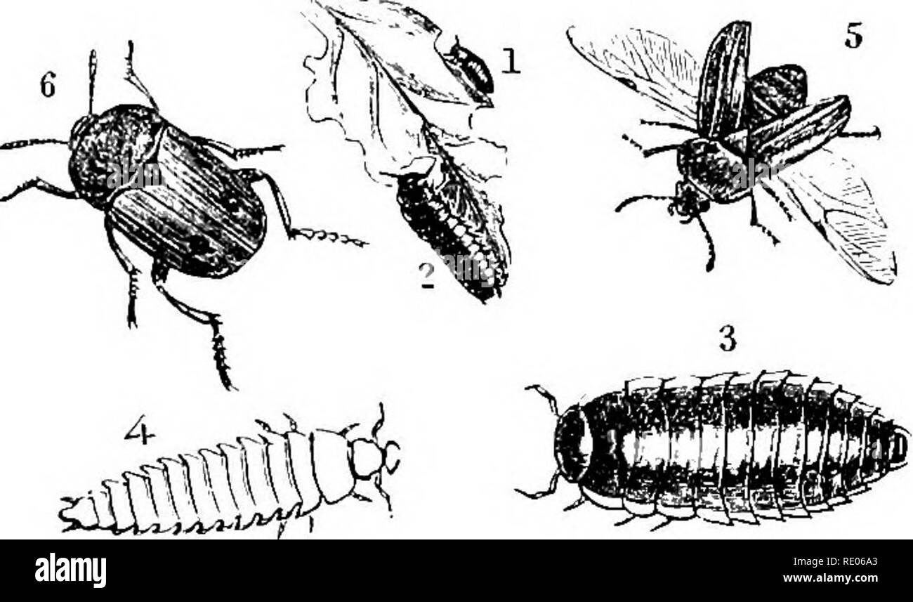 . Un libro di testo di zoologia agricoli. Zoologia, agricolo; zoologia, economico. COLEOPTEKA OE coleotteri. 147 La barbabietola Carkion-bebtle (Silpha opaca). Questo beetle è diventato un regolare mangold pest. Originariamente era un solo scavenger, si nutrono di carcasse di animali morti di uccelli e di mammiferi come esse giacciono a terra ; ma la sua larvse alimentare al di sopra del fogliame della wurzel, e così hanno fatto almeno dal 1844, quando Curtis riporta un attacco di questo maggiolino, dal momento che i numerosi attacchi sono stati reijorted. Vi sono due specie che fare il male-S. opaca e *S'. atrata, l'ex è molto distruttivi per lo zucchero Foto Stock
