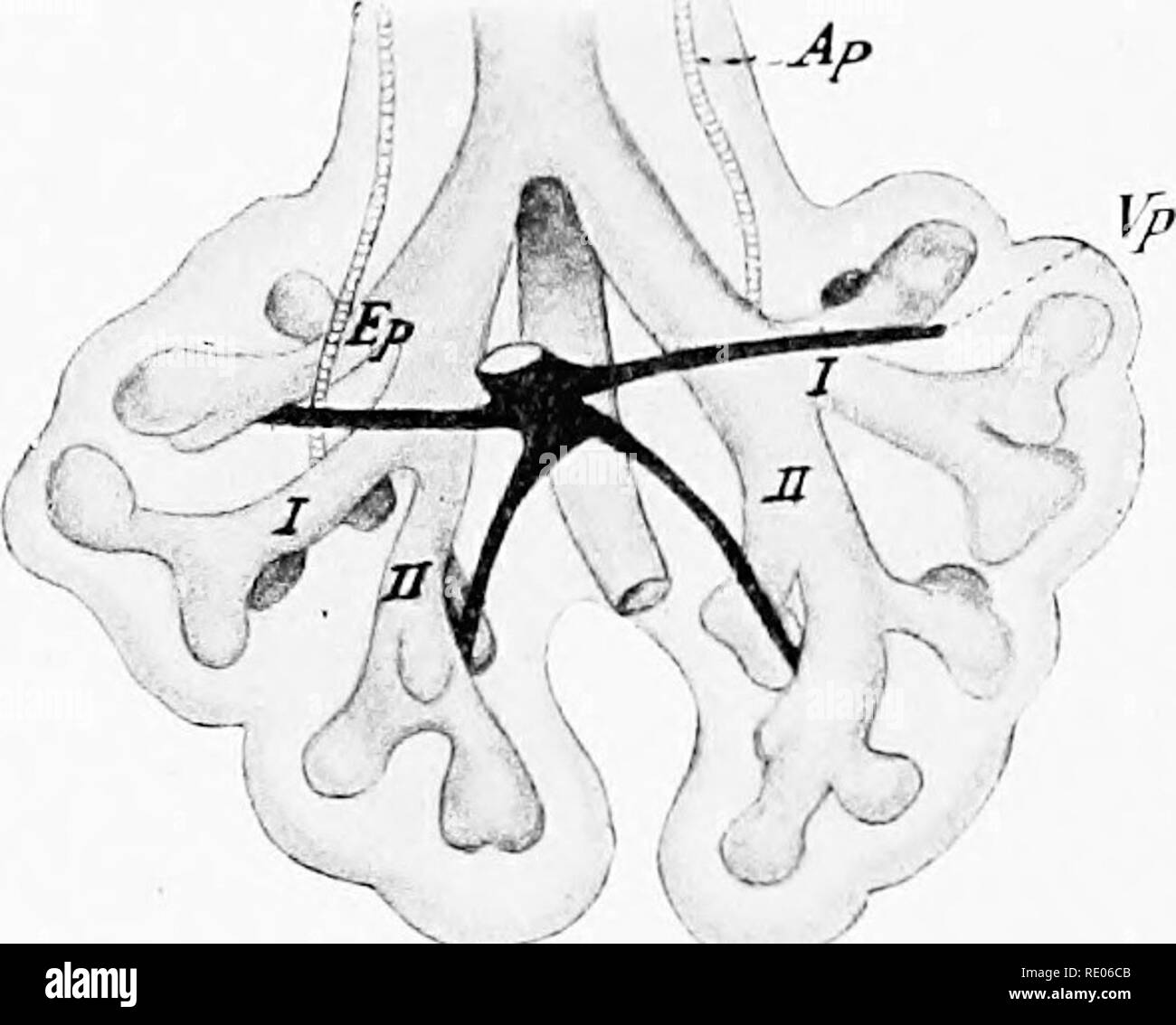 . Un manuale di laboratorio e libro di testo di embriologia. Embriologia. Inf. vena cava, Fatcifg parete del cordone ombelicale Fig. 169.-sezione trasversale attraverso i polmoni e la cavità pleurica di 10 mm. embrione umano. X 23.. Fig. 170.-polmoni di un 10,5 mm. embrione che mostra le arterie polmonari e vene (suo da McMurrich "Corpo Umano"). Ap., arteria polmonare; Ep, bronco apicale; Vp, vena polmonare; /, //, primario dei bronchi. il tessuto connettivo e la cartilagine piastre dei polmoni, della trachea e pareti bronchiali. In essa crescere vasi sanguigni e fibre nervose. Quando la cavità pleurica sono. Si prega di notare th Foto Stock