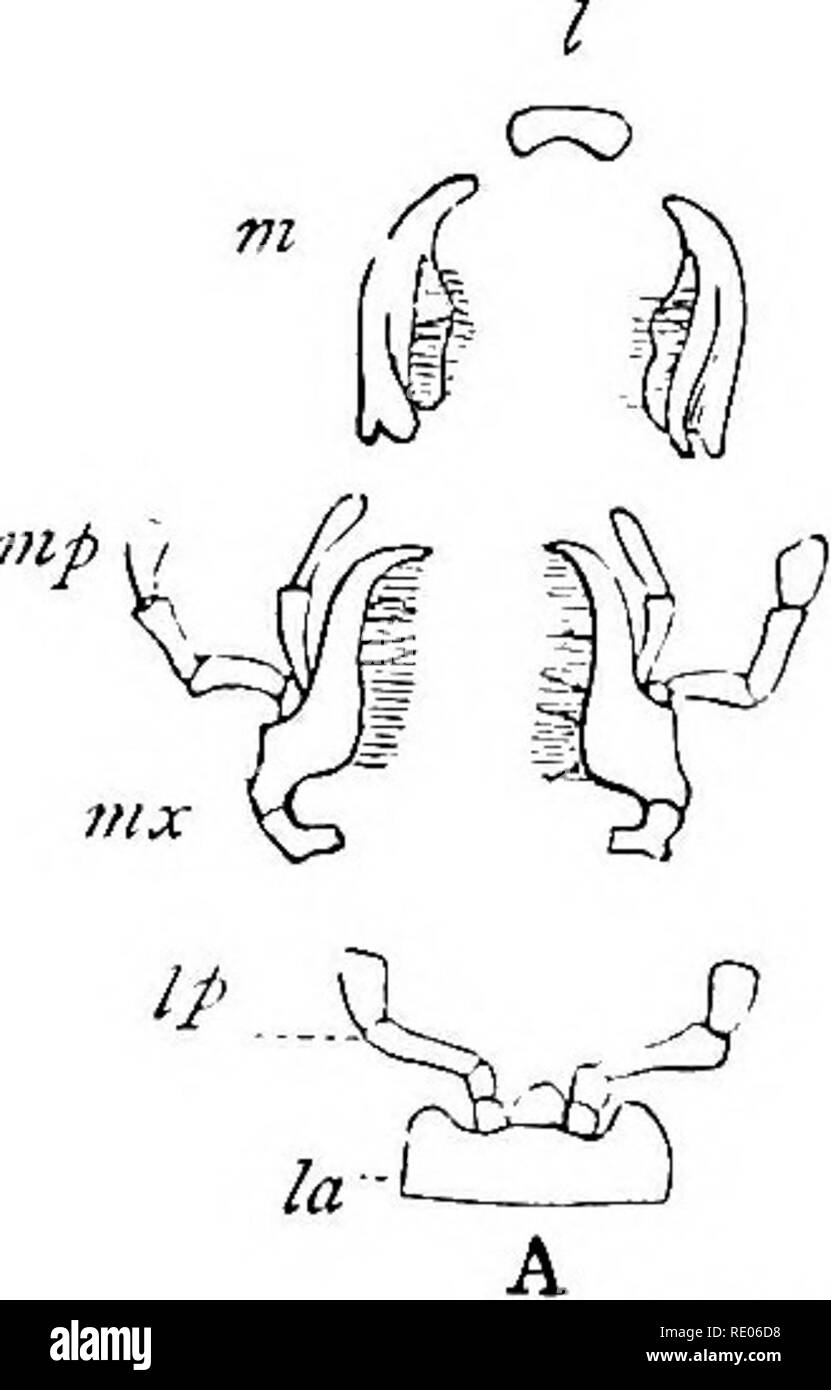 . Un libro di testo di zoologia agricoli. Zoologia, agricolo; zoologia, economico. 122 INSECTA O ESAPODO. fissata per la regione toracica sulla sua superficie ventrale. Questa funzione a una volta che li separano da tutti gli altri artropodi. La respirazione è tracheali, le aperture o spiracles essendo a fessura per aperture lungo i lati dell'addome, in aggiunta a due coppie sul torace. La bocca di tipica di un insetto è descritto nel capitolo vii. Questa è una pungente bocca, un tipo di struttura orale che troviamo in molti insetti dannosi. Altri sono forniti witli un piercing in bocca, e vivere sulla linfa di piante e animali Foto Stock . Un libro di testo di zoologia agricoli. Zoologia, agricolo; zoologia, economico. 122 INSECTA O ESAPODO. fissata per la regione toracica sulla sua superficie ventrale. Questa funzione a una volta che li separano da tutti gli altri artropodi. La respirazione è tracheali, le aperture o spiracles essendo a fessura per aperture lungo i lati dell'addome, in aggiunta a due coppie sul torace. La bocca di tipica di un insetto è descritto nel capitolo vii. Questa è una pungente bocca, un tipo di struttura orale che troviamo in molti insetti dannosi. Altri sono forniti witli un piercing in bocca, e vivere sulla linfa di piante e animali Foto Stock