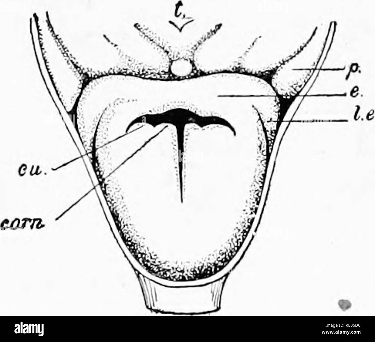 . Un manuale di laboratorio e libro di testo di embriologia. Embriologia. 174 IL ENTODERMAL CANAL E SUOI DERIVATI apparecchiatura consiste della scanalatura laringea e Ridge, il tubolare della trachea e le due gemme del polmone. La laringe.-In embrioni di 5 a 6 mm. Le estremità ovale della laringe scanalatura è delimitata su entrambi i lati da due sporgenze arrotondate, il arytenoid rigonfiamenti che, continuo per via orale con una nervatura trasversale, forma la furcula del suo (Fig. 152 B). La nervatura trasversale diventa l'epiglottide e, come abbiamo visto in connes- zione con lo sviluppo della linguetta, è derivata dalla terza e quarta crusca Foto Stock