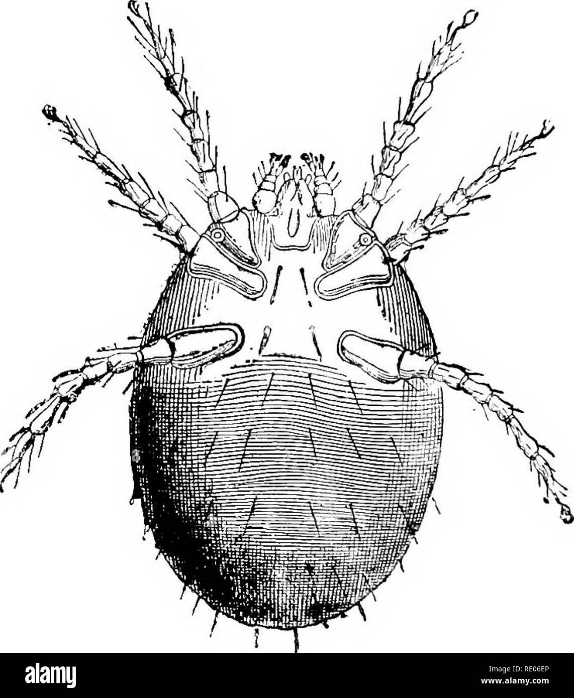 . Un libro di testo di zoologia agricoli. Zoologia, agricolo; zoologia, economico. 108 ACAEINA O MITK8. queste fasi possono essere trovati in un unico sito web in una sola volta. Le femmine hibernate durante i mesi invernali cercano rifugio in luoghi come le crepe in hop-poli, sotto le foglie morte, di fatto in tutte le fessure e rifugi dove essi sono protetti dal gelo e neve. Questi e tutti gli acari, fiorire meglio in tempo caldo e secco. Possono danneggiare la pianta in maniera duplice,-. La Fia. 4.S.-Hahvest Bug (Lqidis autmnnalls), la larva di T. Iwlosericeum (ingrandita 100 diametri). Railliet. (Da Xcmnaim.) abete Foto Stock