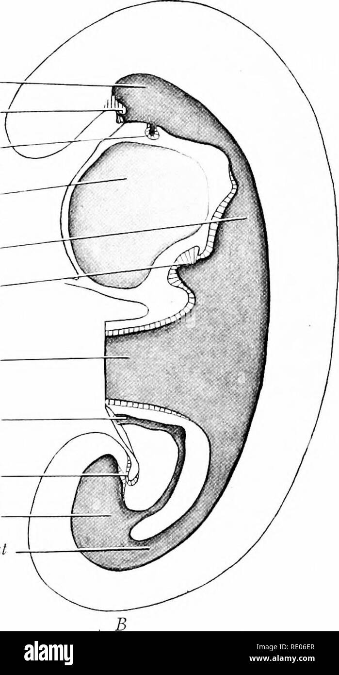 . Un manuale di laboratorio e libro di testo di embriologia. Embriologia. Hind-gut Cloaca! Membrana AUanlois Cloaca della faringe membrana faringea Thyreoid premistoppa cavità pericardica poro-gut diverticolo epatico tuorlo-levetta AUanlois Clnaral / membrana Cloaca Hind-gut. Fig. 161.-schemi che mostrano in mediana sezione sagittale del canale alimentare, faringea e membrane cloacale. .1, 2 mm. embrione, modificato dopo la sua; B, 2,5 mm. embrione, dopo Thompson. tubi intestinali, aprire ventralmente nel tuorlo sac, è noto come mid-gut. Come l'embrione e il tuorlo-sac a prima di crescere più rapidamente rispetto al collegamento di re- gione Foto Stock
