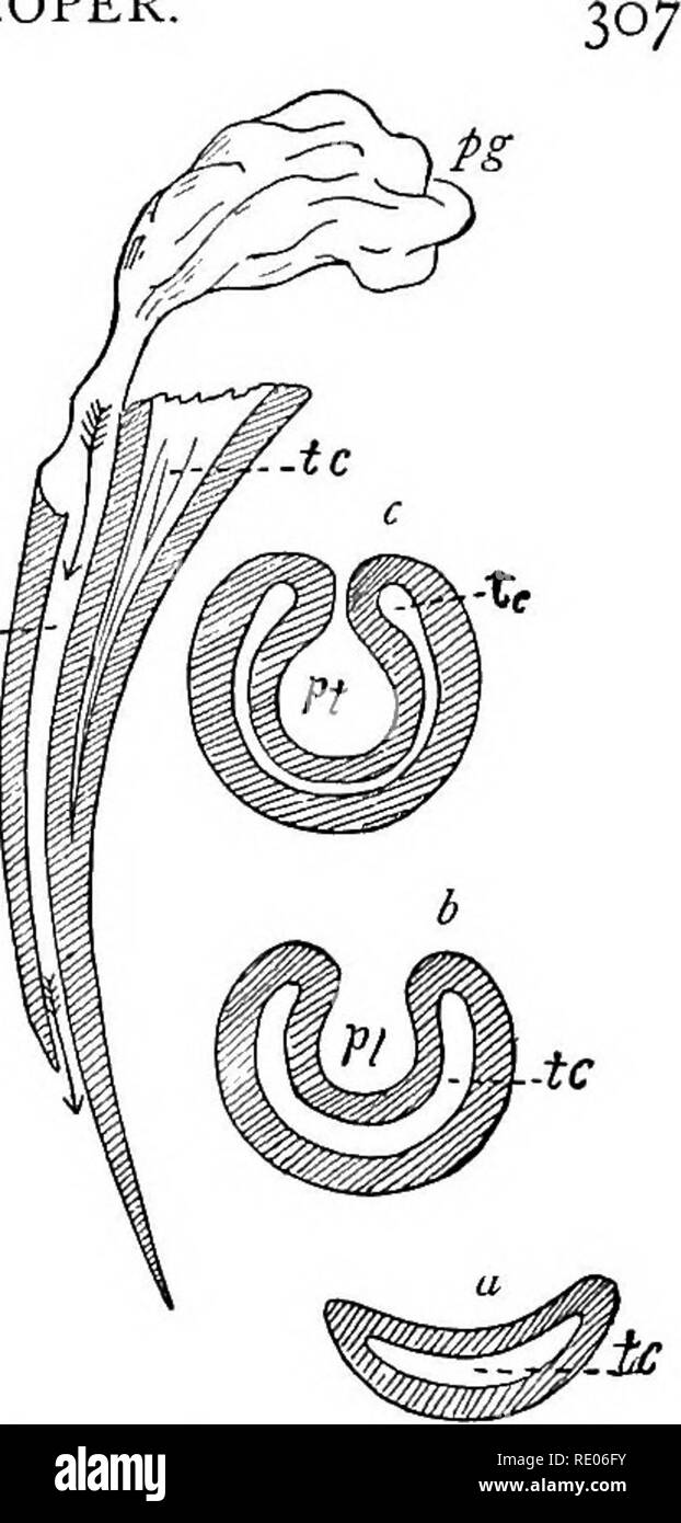 . I contorni del confronto la fisiologia e la morfologia degli animali. Anatomia, comparativo; fisiologia, comparativo. Nutrizione corretta verso l'alto. {b e c) fino a quando i bordi di soddisfare al di sopra e sono sol- dered ; pt è il tubo di veleno. Che questa particolare struttura è stata progressivamente formata è rappresentato dal fatto che tutte le fasi del procedimento possono essere ft trovati tra vita ser- pents - vale a dire, i denti leggermente scanalato, profondamente scanalato, e tubulated. Tutti i gradi di virulenza del veleno possono essere trovati. La ghiandola del veleno è probabilmente un estremo la modificazione di una ghiandola salivare e il veleno della saliva. La saliva viene slig Foto Stock