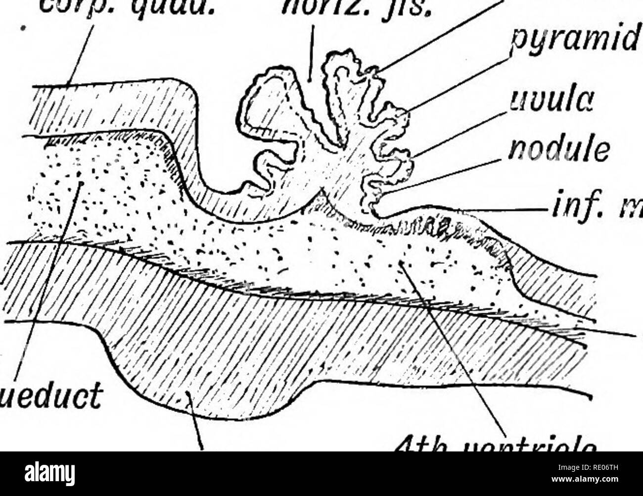 . Embriologia umana e morfologia. Embriologia umana; la morfologia. Il BBAIN E LA COLONNA VERTEBRALE COED. 201 nucleo del cervelletto-probabilmente anche dalla corteccia-al nucleo rosso e talamo ottico sul lato opposto del cervello. Alcuni degli ascendenti antero-laterale fibre cerebellare dal cordone probabilmente inserire il cervelletto dal superiore peduncoli. Il Superior Velum midollare è parte della piastra del tetto del quarto ventricolo che rimane tra il superiore peduncoli. Le lamine residuale che il coperchio si forma il lingula (Fig. 166). corp. quad orizz. fis. cervelletto. med. velum canai centrale Foto Stock