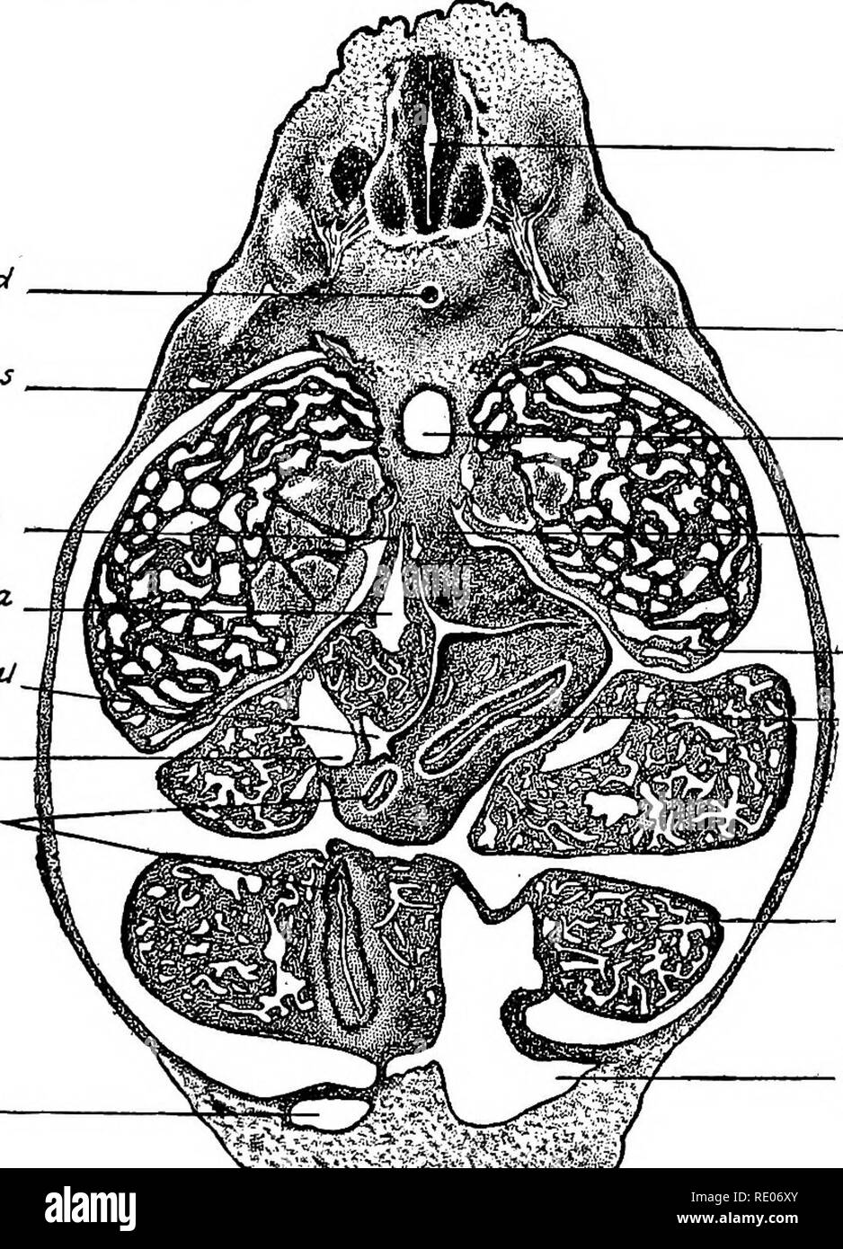 . Un manuale di laboratorio e libro di testo di embriologia. Embriologia. Sezioni trasversali di una decina di MM. Embrioni di suini 141 in questa fase. La vena grande penetrando il setto transversum dal fegato al cuore, è la porzione prossimale della vena cava inferiore, originariamente il diritto vitelline vena. Per ventrale dei bronchi può essere visto le sezioni delle vene polmonari. La sezione attraverso il polmone gemme da craniale a stomaco (Fig. 132).-i polmoni sono sezionate attraverso le loro estremità caudale e l'esofago è solo l'inizio per dilatare nello stomaco. Su entrambi i lati della circolare aorta dorsale sono il mesonephroi. Il Foto Stock