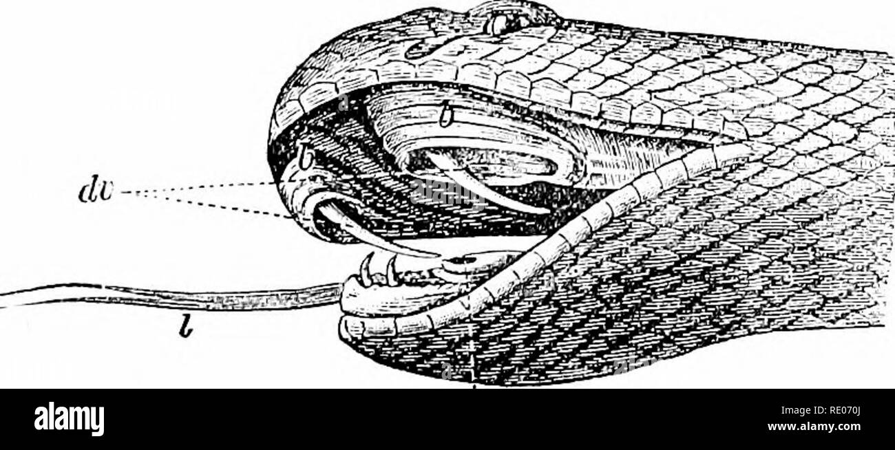 . Contorni di zoologia. Zoologia. I serpenti. 579 dell'epidermide hanno molta coerenza, e vengono periodicamente versato in un continuo slough. La bilancia su la testa sotto forma di piastre di grandi dimensioni e quelle sulla superficie ventrale sono protezioni trasversali. Non ci sono le palpebre separate, ma il sottile trans- genitore epidermide si estende oltre il fissando gli occhi. Le narici si trovano vicino alla punta della testa; non ci sono orecchio esterno aperto- rali. In molti casi vi sono ghiandole odorifere vicino all'apertura cloacale. Il sistema muscolare è molto sviluppato e il serpente hmbless, Owen afferma che " può outclimb la scimmia outsw Foto Stock