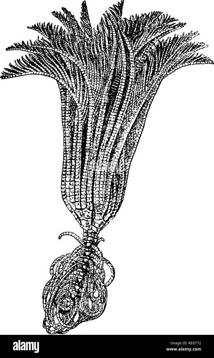 . Un libro di testo di morfologia di invertebrati. Invertebrati. Tipo EOHINOBERMA. 541 I. Ckinoidea classe. Il Criuoids, o i gigli marini (Fig. 249), costituiscono un gruppo di moduli wbicL ui precedenti periodi geologici hanno raggiunto un alto grado di sviluppo ma per giorno la classe è rappresentata da relativamente poche forme, per la maggior parte confinata a profonde. Fig. 349.-Pentacrinus maclearanua (dopo Wtville Thompson da Hkrtwio). L'acqua. Uno degli aspetti più caratteristici del gruppo è la presenza di un più o meno allungata levetta cilindrica, una cui estremità è fissata a pietre o altri oggetti whic Foto Stock