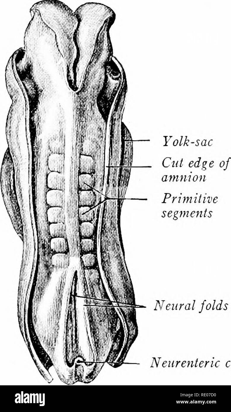 . Un manuale di laboratorio e libro di testo di embriologia. Embriologia. Pieghe neurali Neurenteric canal Fig. -Mediano sezione sagittale di un 2,5 Fig. 76.-embrione umano di 2.11 mm. (Eternod). mm. embrione umano mostra tratto digestivo (dopo Thompson). X 40. Tutti i., allantois; CI., cloaca; c. a., cavità pericardica; Div.hep., epatica diverticulum; D. v., dotto vitellinus (tuorlo d-levetta); gl. TH. thyreoid premistoppa; uomini. cl., membrana cloacale; PA., faringe; Sett. tr., sep- tum transversum. E Yolk-Sac Yolk-Stalk.-In il più giovane embrioni umani descritti (Peters) entoderm forma un qualche- cosa vescicola allungata. Wi Foto Stock