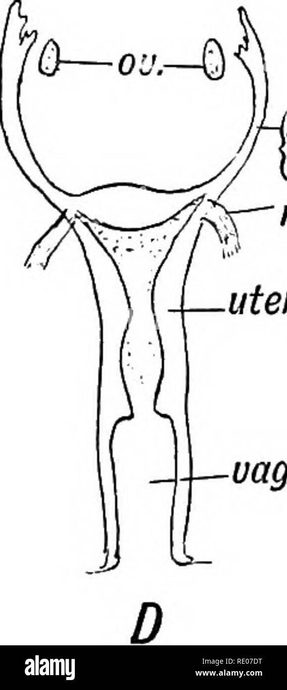 . Embriologia umana e morfologia. Embriologia umana; la morfologia della penna. di rosso. ff rFallop. X tubo. fallop. tubo ,-sa round lig. utero mi- -uag. La Fia. SS.-Evoluzione della forma umana di Uterua. Una forma visibile in basso mammiferi, rettili, anfibi, pesci, e nel secondo mese del feto umano. B. Forma di Mullerian condotti nei roditori. C. Forma in Camivora, ecc., e nel quarto mese del feto umano. D. forma trovata nell'uomo ed i primati più elevati. Il Monotremes, mullerian condotti restano separati e aprire nella cloaca (Fig. 88 A). Il processo di fusione inizia nel terzo mese. Il setto formato dai fusi di me Foto Stock