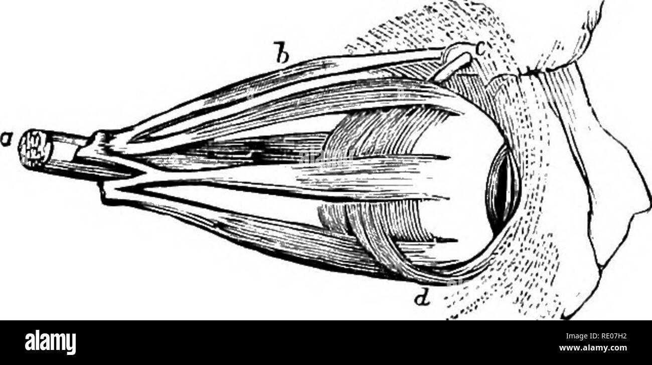 . I contorni del confronto la fisiologia e la morfologia degli animali. Anatomia, comparativo; fisiologia, comparativo. 100 la fisiologia e la morfologia degli animali.. bulbo stesso è molto più grave faccenda. Da questa disposizione è evidente che il motes nell'occhio non può andare al di là di facile rimozione, come non si può andare al di là di un', Fig. 70. Muscoli.-agili movimenti dell'occhio sono effettuati per mezzo di sei muscoli in ciascun occhio. Quattro di questi la retta (muscoli retti), si presentano vicino insieme nella parte inferiore della presa conica (Fig. 71), venite avanti divergenti, e sono attaccati alla sfera un po' nella parte anteriore del Foto Stock