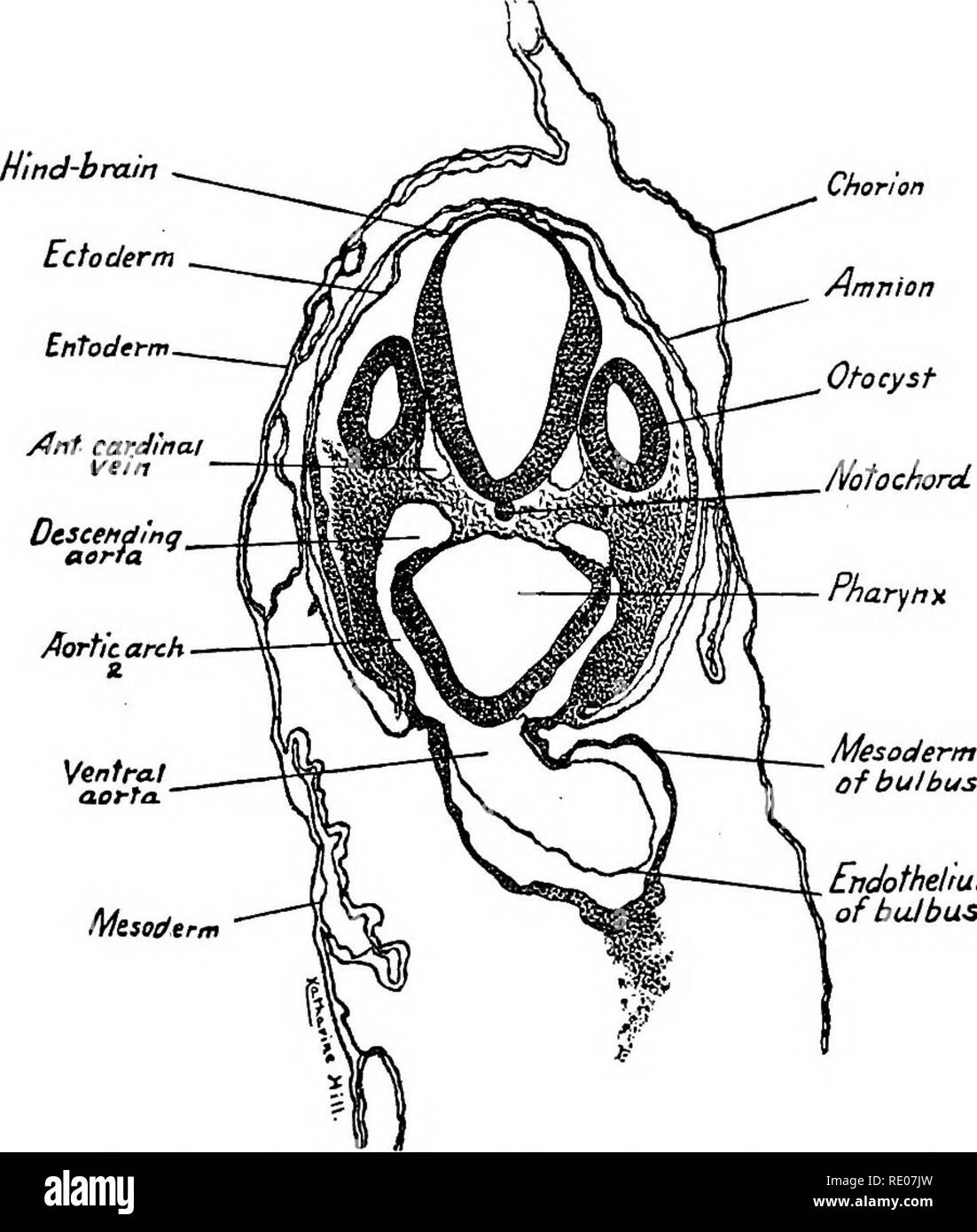 . Un manuale di laboratorio e libro di testo di embriologia. Embriologia. 70 LO STUDIO DI EMBRIONI di pulcino circa il cephalad fine della faringe. Tra la parete ventrale del fore-cervello e la faringe è un invagination del ectoderm, Rathke pocket. La sezione attraverso la Otocysts e secondo arco aortico (Fig. 58).-l'otica vescicole sono sezionate a caudale le loro aperture e appaiono come sacche chiuse laterale alla parete del hind-cervello. La cavità della faringe è un po' di forma triangolare e la sua parete dorsad è sottile. Il cardinale anteriore vene passano tra il otocysts e la parete del cerva-cervello. Ventra Foto Stock