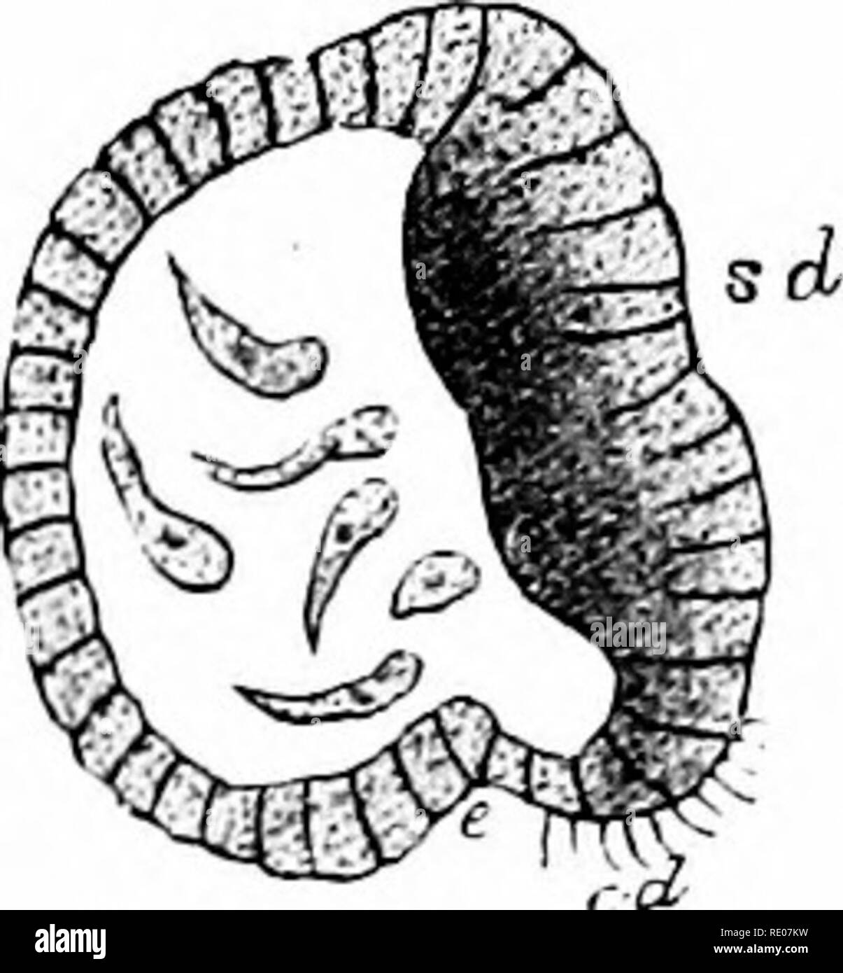 . Contorni di zoologia. Zoologia. Lo sviluppo e la storia di vita. 371 Un invagination stabilisce tlie archenteion e l'embrione diventa una gastrula (vedere Fig. 120). Il guscio sac forma un guscio embrionale, e molte delle cellule di mesoderma si combinano in un muscolo adduttore. La bocca della gastrula si chiude e una bocca definita viene successivamente formata da un ectodermic invagina- zione. Gradualmente una larva peculiare di acqua fresca di cozze, e noto come un Glochidium, è edificato. Il Glochidium ha due triangolare, delicato ed il guscio poroso valvole, ciascuno con una spinosa dente incurvato sul suo bordo libero. Le valvole cla Foto Stock