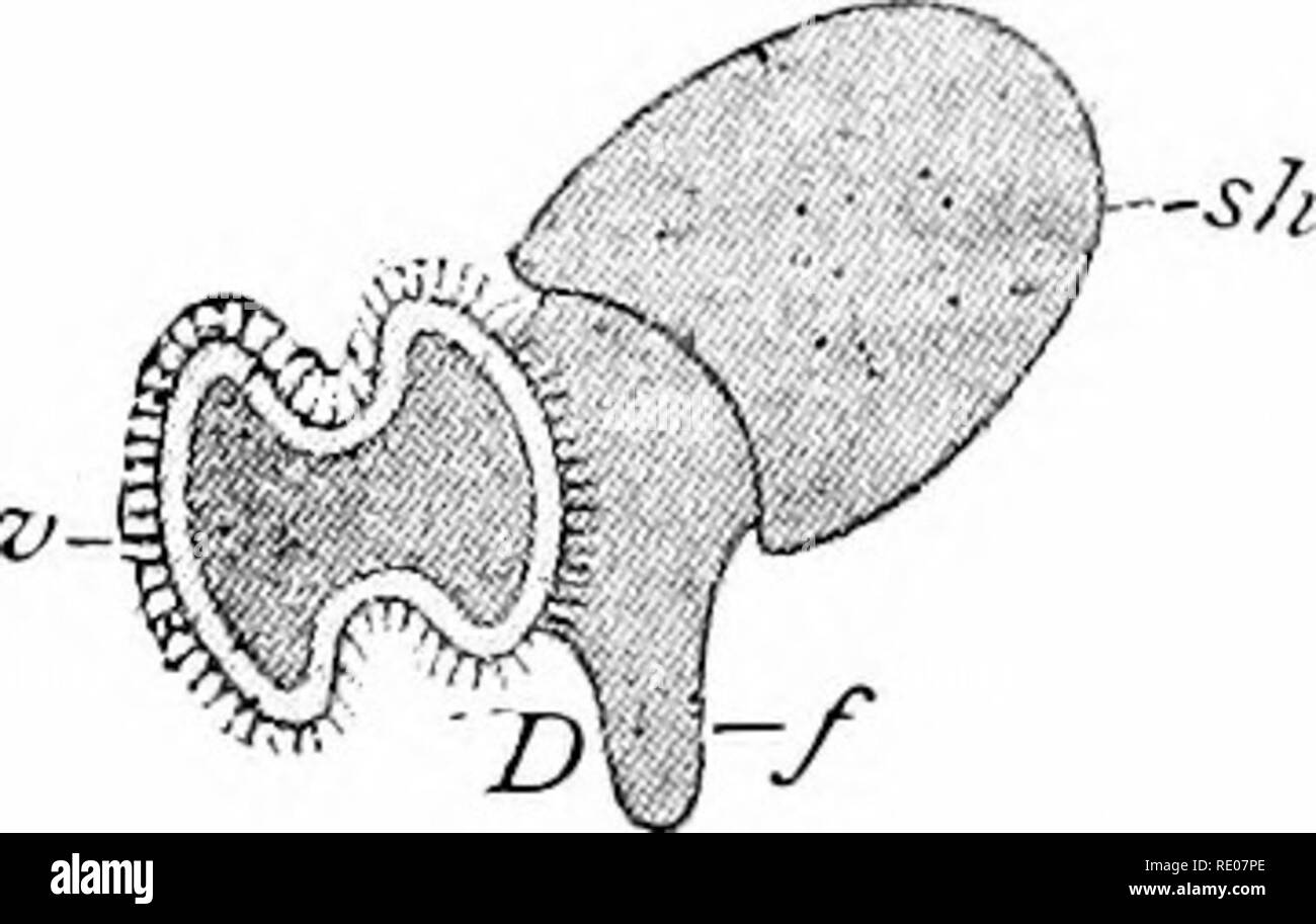 . Contorni di zoologia. Zoologia. Fig. iio. Ideale di mollusco. (Dopo Ray L.^nkester.) Gv., bocca ; ^.c, cerebrale nei gangli ; c, i bordi del mantello mantello ; z.g. Il condotto di destra la ghiandola digestiva ; 5., cavità pericardica; /., i bordi del guscio sac; z/.., il ventricolo del cuore ; z^., nephridium ; un., ano; "., parte posteriore del piede ; /., apertura di nephridium ; h., apertura genitale ; g.ah., ganglio addominale su loop viscerale ; g-i"-, ganglio viscerale ; s./., a sinistra la ghiandola digestiva ; /., piede; g.pc, ganglio pedale ; g-pL, ganglio pleurica. Di solito persiste come il pe?-icardiuin almeno (Fig. no, s.), e commun Foto Stock