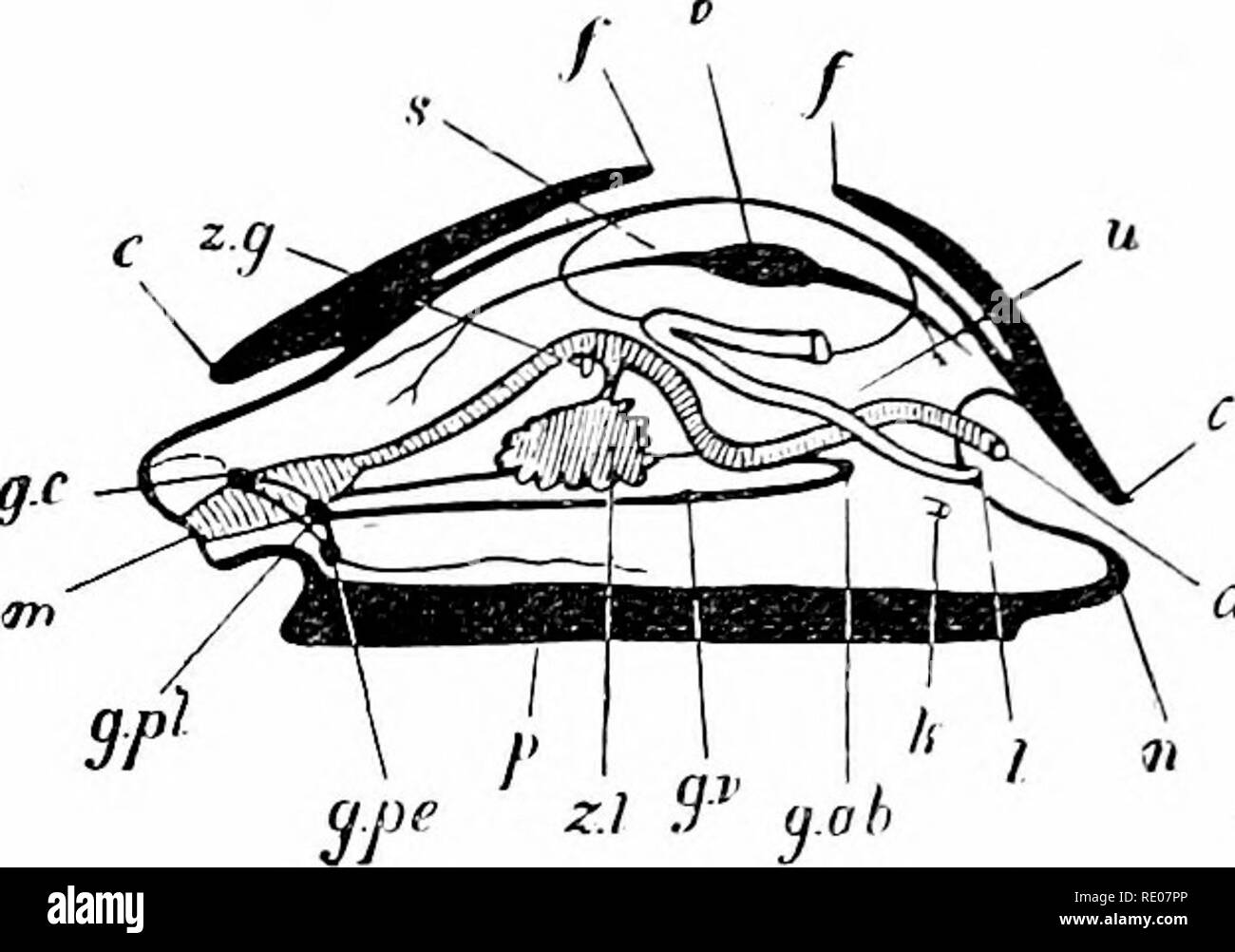 . Contorni di zoologia. Zoologia. 344 MOLLUSCO A. di nastro o di radula, solitamente cuscinetto stnall numerosi denti, e mossi da muscoli speciali, tutta la struttura essendo noto come odontophore. Un portioti del vero corpo cavità o ceelome. Fig. iio. Ideale di mollusco. (Dopo Ray L.^nkester.) Gv., bocca ; ^.c, cerebrale nei gangli ; c, i bordi del mantello mantello ; z.g. Il condotto di destra la ghiandola digestiva ; 5., cavità pericardica; /., i bordi del guscio sac; z/.., il ventricolo del cuore ; z^., nephridium ; un., ano; "., parte posteriore del piede ; /., apertura di nephridium ; h., apertura genitale ; g.ah., ganglio addominale su Foto Stock