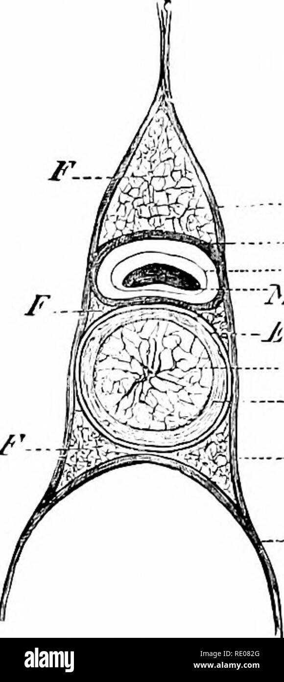 . Un manuale di zoologia. Zoologia. 516 CORDA A A. viene gradualmente sostituito Ly il verteljne derivanti intorno ad esso. È di origine entodernial (fig. 9), derivanti da una fascia longitudinale del ei)itlielium del archenteron (/, cli) e, diventando cut off, viene a trovarsi in asse lungo del corpo tra il tratto digerente e il sistema nervoso (//, ///); qui si forma una asta cilindrica con- completi composti di un tessuto connettivo che come già detto, resemljles tessuti vegetali a causa della natura vescicolare delle sue celle (fig. 38). In sezione trasversale (fig. 555) La chorda è circondato da tre strati, intern Foto Stock