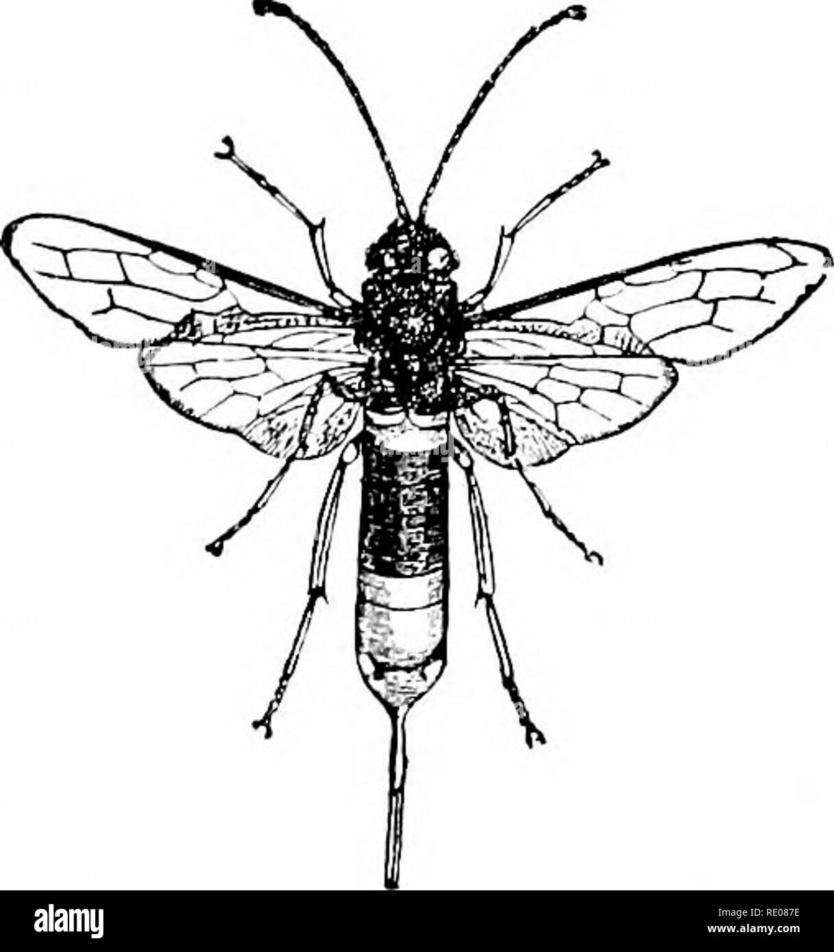 . Un manuale di zoologia. Zoologia. Fig. oVI .-Balani- ia(s nasiciis,-^ liazel-dado wee- vil. penult joint rudimentale, dando l'impressione di quattro giunti. Le famiglie incluse qui, molto numerosi in specie, sono pregiudizievoli per vegeta- zione. Il larvfe del lungo-cornuto Cerambycid.e foro in legno. L'C'HRYSOMELiD^, di cui il Colorado potato beetle {Dary- phora decemlineata) è tlie deve famigerato, feed sulle foglie. Ordine di Sub IV. TPJMERA ; tar.,i con penult e anti- giunti penult rudimentale, in modo tliat appaiono tre- articolata. Più conosciuti sono il Coccinellid^, o Signora uccelli, la cui lurvfe, beca Foto Stock