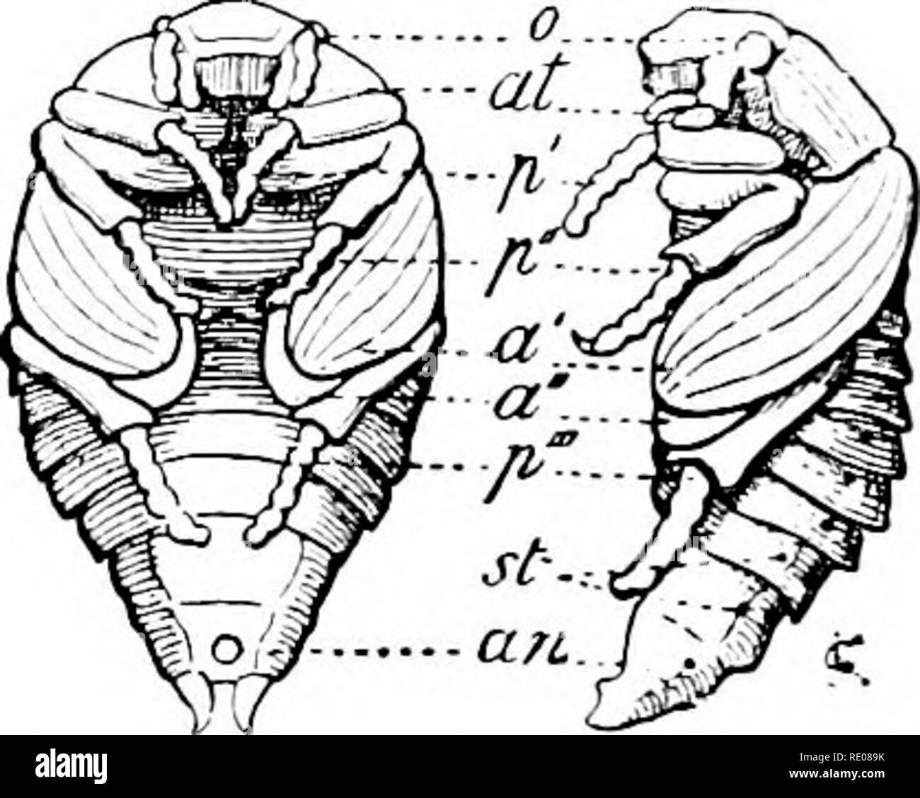 . Un manuale di zoologia. Zoologia. Fig. boo-larva e pupa di maggio beetle, à, a", fore e hind ali ; un, ano; at, antennie; u, gli occhi; p'-p" gambe ; st, spiracles. Solo la segmentazione del corpo ma l'antenna?, gambe, ali, e spesso le parti di bocca dell'imago sono visibili. Tali cuccioli hanno un certo potere di movimento, come ad esempio la m])x di molti Neuroptera e zanzare, quest'ultimo la salita e la discesa in acqua. La coperta pupa? (Pupa? Obtect;*) al momento di pupation hanno appendici libere che con la fase di indurimento della chitina diventare appressed strettamente al corpo, in modo Foto Stock