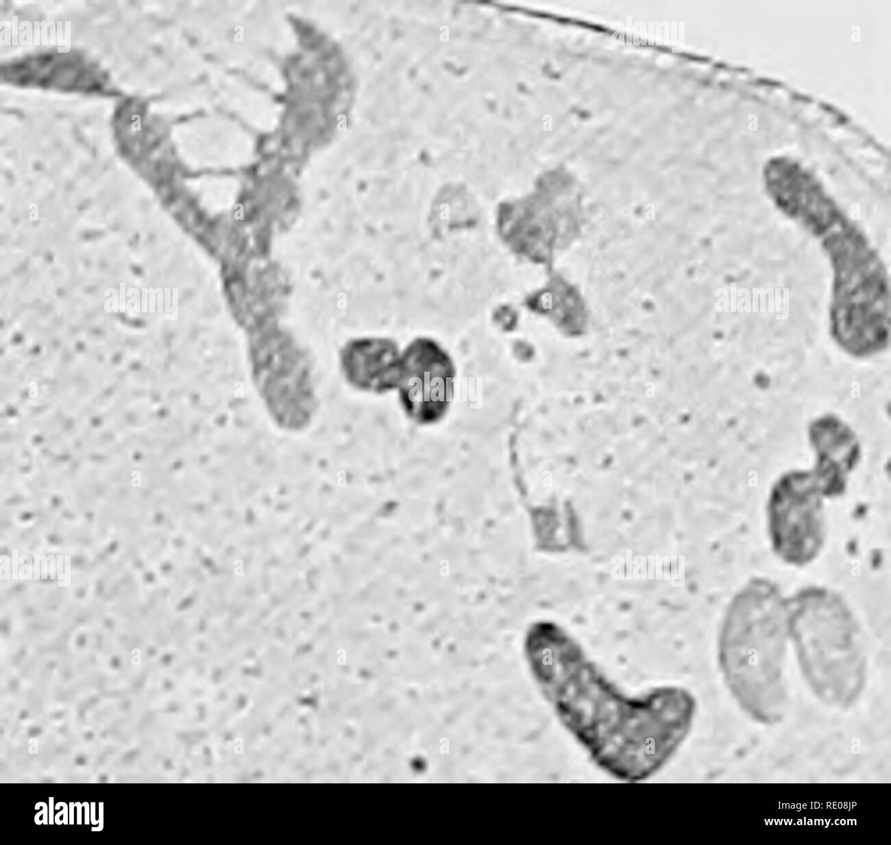 . I protozoi. I protozoi. Morfologia speciale del protozoo nucleo 267 Fig. 141, E, F). In tal modo i cromosomi, come nei tipi superiori, sono portati in contatto con la centrale-mandrino per fibre. Essi quindi diviso longitudinalmente, e attraverso l'agenzia di mantello-fibre vengono separate in due gruppi uguali, ciascun gruppo tirato verso la sua propria figlia- sfera. Nell' ambito delle fibre sono concentrati in un centrosome, 0â ¢ â". Â ¢ è 1 t. , Kt Sââr B C v^..; â >WJSr D C-- Fig. 141. Â La mitosi in Noctiluca miliaris. s, sfera; c, centrosome; ch, cromosomi. che in questo periodo, può essere dimostrata con Foto Stock