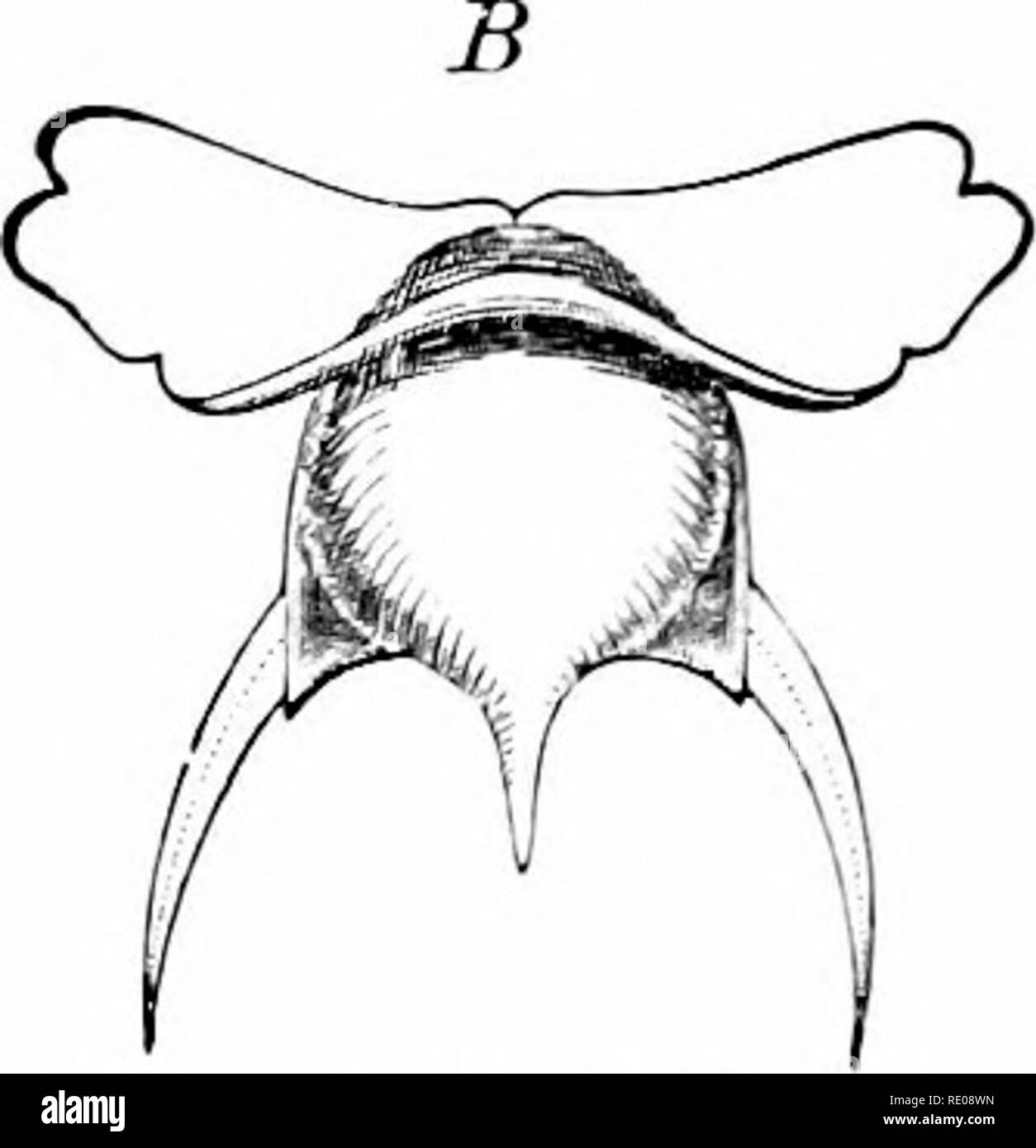 . Un manuale di zoologia. Zoologia. Fig. 377.-A, C'lione papilionacea ; B, Hyalea trldeniaia. (Dopo Verrill.) hanno gusci, quelli di Limacinid.e (spirale) e Hyaleid^ (piramidale) essendo calcareo. Il Cymbulid^ hanno gelatinoso trasparente di pseudo-gusci formata dalla subepithelial tessuto connettivo. La lunga quasi gusci cilindrici della Cavolinid.b costituiscono gran parte della ' pterpod ooze' dei mari profondi. GYMNOSOMATA ; shell carente. Pneumodermon, con ventose come quelle di cefalopodi sulla proboscide. Clione,* artico. Ordine di sub II. NUDIBPvANCHIA. Shell, otenidia e osphradia hicking ; la maggior parte poss Foto Stock