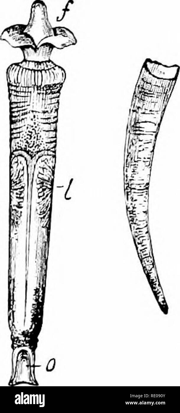 . Un manuale di zoologia. Zoologia. III. SCAPIIOPODA. IV. GASTEROPODA. W3. IG. 361 -Dcntalium elcyihan- tbmiii, dente shell; sinistra l'animale, a destra il guscio ./, piedi ; I, regione di fegato; o, ostacolare l'apertura del mantello. Classe III. Scaphopoda (Solenoconchae). Il dente gusci sono forme primitive che hanno alcuni resem- blances al Acephala nel fegato appaiate e uephridia e nella struttura del sistema nervoso (con l'eccezione che un ganglio buccale è presente e i gangli pleurica sono distinti dal cerebrale tlie). In alcuni punti sono primitiva (persis- tenza delle ganasce e radula), ma in altri Foto Stock
