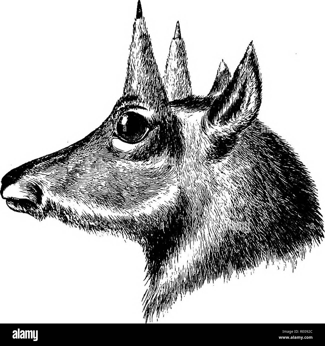 . Zoologia per licei e collegi. Zoologia. Le pecore e la sua varietà. 609 membri dal comune Virginian deer {Cariacus Virginianus grigio, Fig. 526), la elk o wapiti {Cervus Canadensis Erxle- ben. Maiale. 527), e i caribù {Rangifer caribou Audubon e Bachman), che è probabilmente una varietà di renne europea [R. tarandus Sundevall). In questi bellissimi, grazia- ful costituisce il solido palchi sono cast off annualmente ; con l'eccezione delle renne le femmine o non hanno nessun palchi. Il rebbio in corno di antilope {Antilocapra americana Ord,. Fig. 528.-Testa di giovani rebbio-horn antilopi. Foto Stock