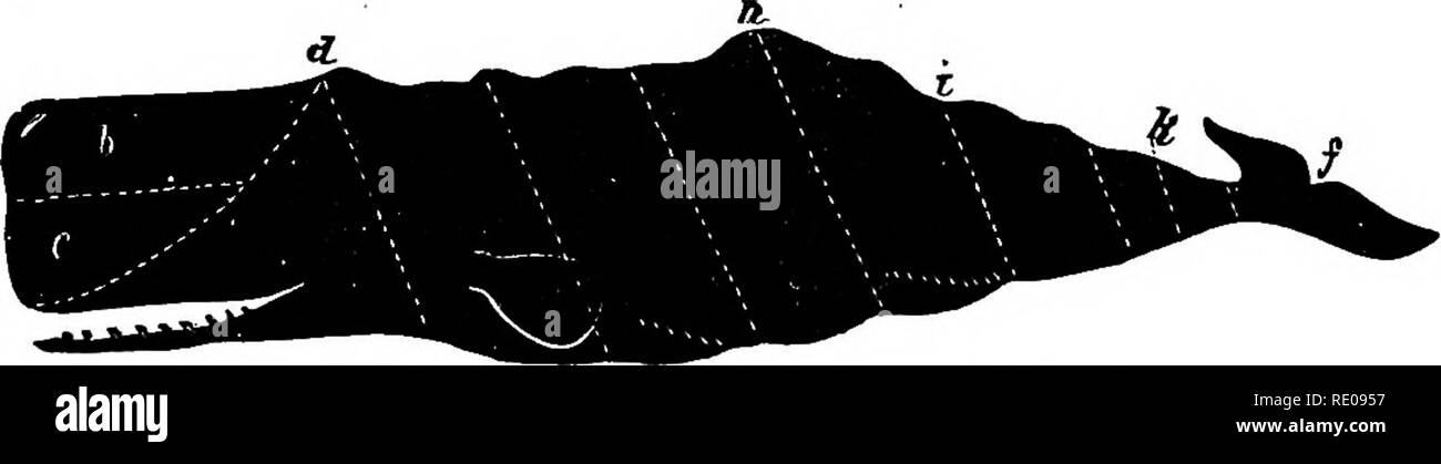 . Zoologia per licei e collegi. Zoologia. Fig. 514.-testa e della lingua di finback whale, BiLkmitiiylera (quest'ultimo (a) rigonfiato dalla gai*es ol" la decomposizione): /&GT;, whalebone pJatea. whale sarà resa 2500 kg di questa sostanza. Altra preziosa sostanza è ambergris, una morbosa prodotto, il risultato di lesioni all'intestino dai becchi di cuttle-iishes, su cui gli animali le balene dentate in gran parte preda. Si tratta di una sorta di bezoar o gallo-pietra, grassi, aromatico, bruciare con una chiara fiamma. Esso è composto di acido benzoico, uniti con cloro, di una sostanza di balsamico e ambrei Foto Stock