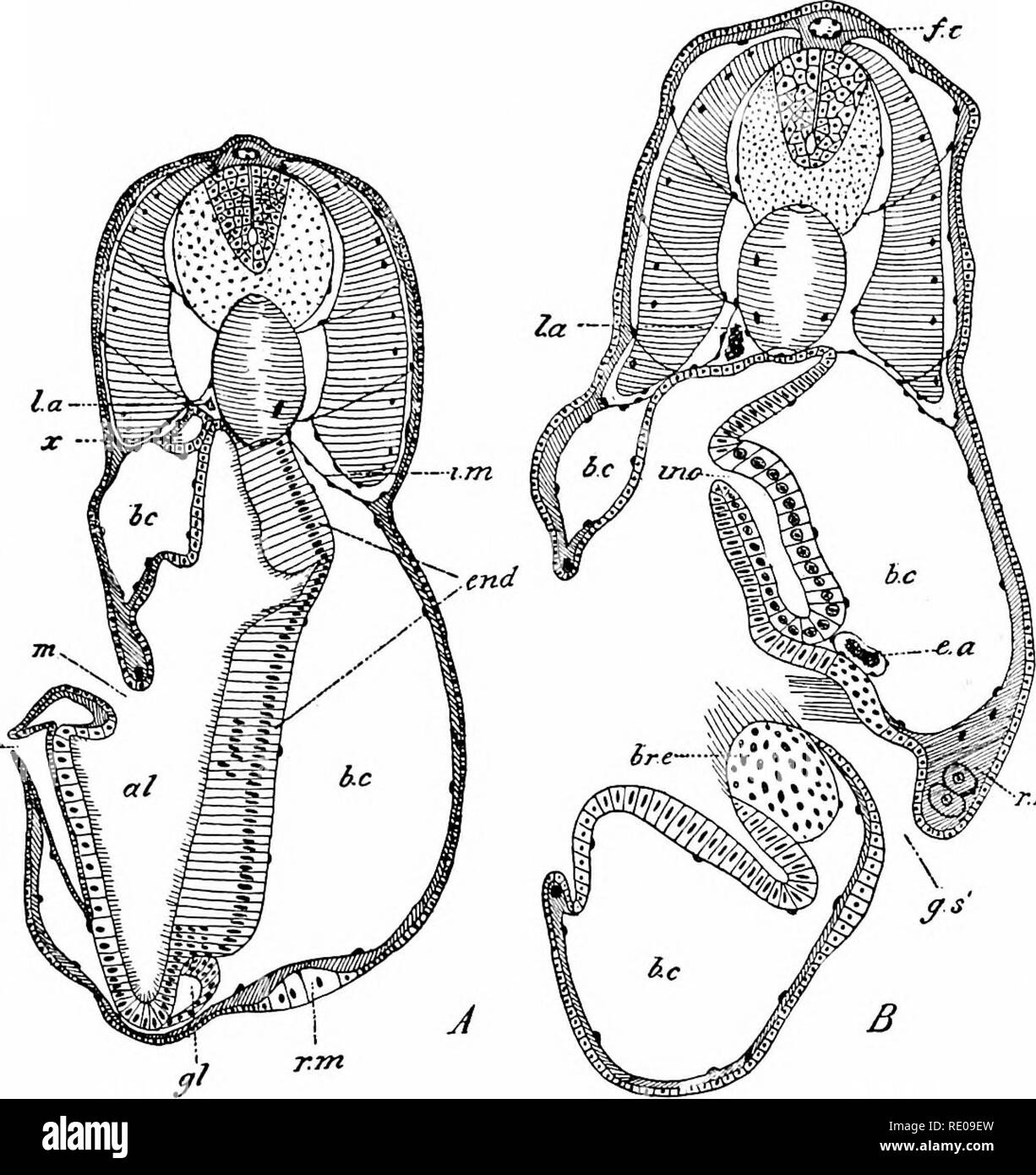 . Amphioxus e le origini dei vertebrati. Amphioxus; mare schizza; Hemichordata. LAH VAL DE V 'EL 0PMENT. 133. Fig. 75- - sezioni trasversali attraverso la regione della bocca di larva? Di Amphioxus, per mostrare il endostyle ed esterni ed interni delle aperture del club- pressacavo sagomato. (Dopo Lankrster e Willey.) A. Sezione passando attraverso l'angolo anteriore della bocca di una larva, con undici gill-fessure. B. Sezione che passa attraverso il centro della bocca di una larva, con dodici gill-fessure. al. Cavità faringea, B.C. Ccelom (splanchnoccel). br.e. Epitelio brachiale. e.a. Arte brachiale Foto Stock