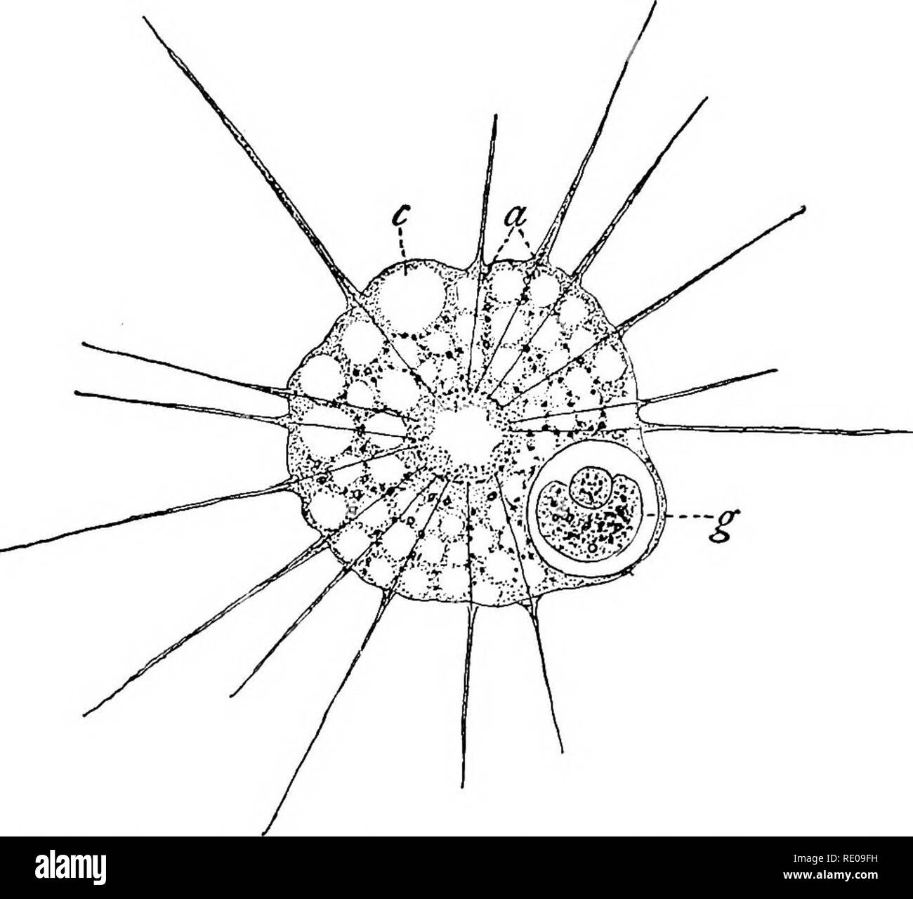 . I protozoi. I protozoi. I6 i protozoi" metrica Infusoria compresi tutti ma uno o due forme note. Le suddivisioni sono state tuttavia notevolmente felice e sono basati su linee naturali che non sono mai state sfollate. Mentre Ehrenberg suddivisioni del erano basati su lordo caratteri esterni, come ad esempio la presenza di peli, la posizione della bocca, ecc, Dujardin erano basate sulla struttura di mezzo di locomozione, in questo inizio di raggruppamento che vediamo il primo utilizzo dei nostri termini moderni " rkizofiod," "flagellano," e " ciliato." Von Siebold ('45) fu il primo a dividere Foto Stock