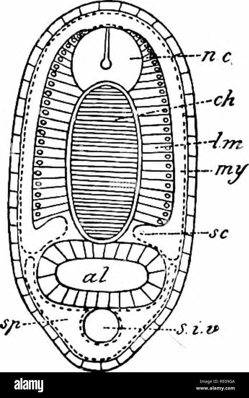 . Amphioxus e le origini dei vertebrati. Amphioxus; mare schizza; Hemichordata. 122 SVILUPPO DI AMPHIOXUS. viscerale pareti della cavità, circa al livello della base del notochord (Fig. 67). Il dissepiments tra la myotomes sono formate da pareti contigue dei successivi compartimenti, ma ventralmente, nella regione del coelom, loro rompono in giù in modo che quest'ultimo diventa quindi un continuo unseg- dato esecuzione cavità. In considerazione del fatto che il archen- teric sacche dar luogo sia per la cavità del somiti {niyoccel) e il generale di corpo-cavità (coelom appropriata oppure splanc Foto Stock