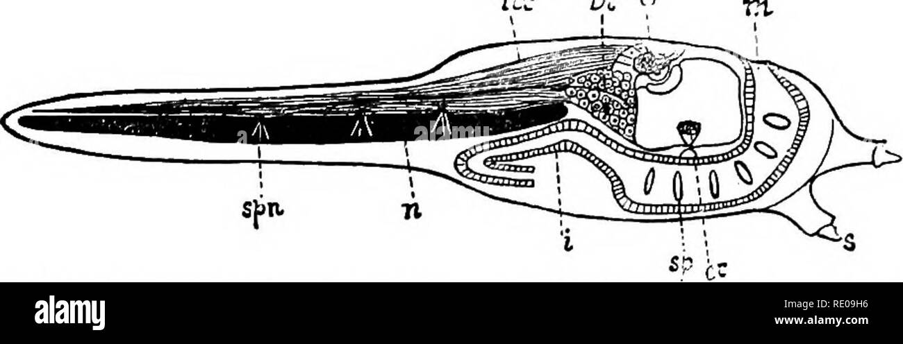 . Zoologia per licei e collegi. Zoologia. Fig. 3861.-Schema della Lampreda embiyo. •N? Br: f-. Fig, 386'.-Schema di Ascidian larvale. Letterineap in Fig. A. M, bocca; i. Apparato Digerente; s/&GT;, spiracles nella porzione faringea: ftt cuore; e,occhio; er, orecchio; 6r, cervello; nc, nervoso cavo; 6', h", mid-cervello; cl, cervelletto; sjtn, nervi spinali; n, notocord; ol, cavità nasale; s, ventose (loro omologhi si verificano anche nelle giovani garpikes e girini). vfhence laterali di n-rves passano al di fuori. In conseguenza di una torsione dell'asse della coda, originariamente dorsalmente-messo nervo caudale proviene da HAV Foto Stock