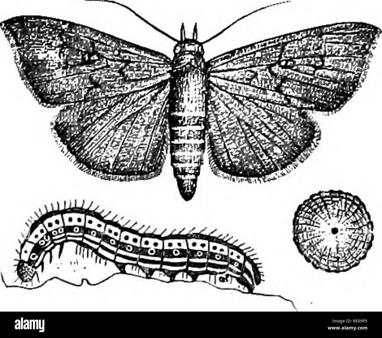 . Zoologia per licei e collegi. Zoologia. Il cotone-WORM. 359. Fig. 353.-uovo, Caterpillar e la tignola del Aletla argulacea, l'esercito di cotone- worm. Il più grande le tarme sono rappresentati dalla batteriosi vascolare-worm, l'esercito di erba-worm (Fig. 351), e l'esercito di cotone-worm (Fig. 353), in modo distruttivo per la vegetazione ; la seta - worm moth {Bomhyx mori Linn.), del vecchio mondo e la seta americano-worm (Telea Polifemo Linn.). Alcune specie di seta - famiglia di worm, chiamato cesto-worm {(Eceticus), vive nei casi con- structed di brevi o lunghe strisce (Fig. 353. La nostra specie native è Thyridopteryx.epheme Foto Stock