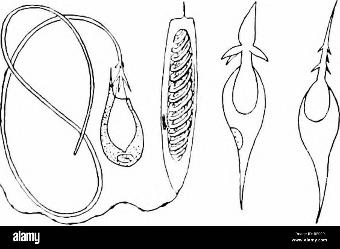 . Un manuale di zoologia. Zoologia. CCELENTERATA. Cavità 229 questo è visto in sviluppo per presentarsi come diverticoli dalla primitiva nello stomaco (enterou). Poiché tali diverticoli si verificano in coalenteratos senza diventare indipendenti, si può dire che il sistema gastrovascular consiste non solo dei tratti intestinali ma, in potentia, dell'crelom come bene. Ancora una osservazione superficiale la Crelenterata sono più chiaramente gli animali rispetto a quelle che sono le spugne. Il singolo animali, anche se spesso il regno in colonie, e fissato a un supporto, sono capaci di rapida ed energica motion. Questi movimenti sono più striki Foto Stock