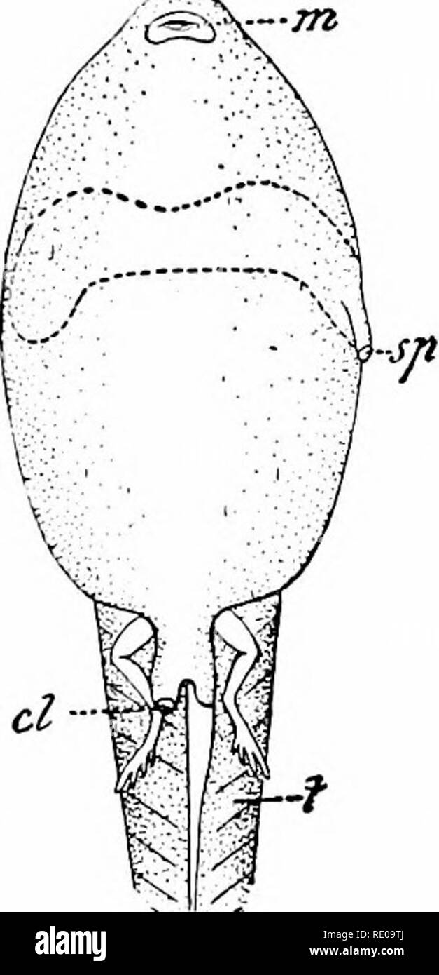 . Amphioxus e le origini dei vertebrati. Amphioxus; mare schizza; Hemichordata. Anatomia interna. 23 frog-girino il ripiegamento di un lato diventa continuo ven- trally con quella degli altri, in modo che in effetti abbiamo una grande piega semicircolare che coprono oltre il gill-fessure. Evento- ually ostacolano il margine libero della piega subisce con- crescence con il corpo-parete, in modo tale che un singolo peribranchial cavità è formata circa le branchie. Tale cavità è chiusa in tutto e per tutto tranne che a un certo punto, di solito sul lato sinistro, ma a volte nel mid-ventrale di linea, dove rimane aperto come il POM brancldal Foto Stock