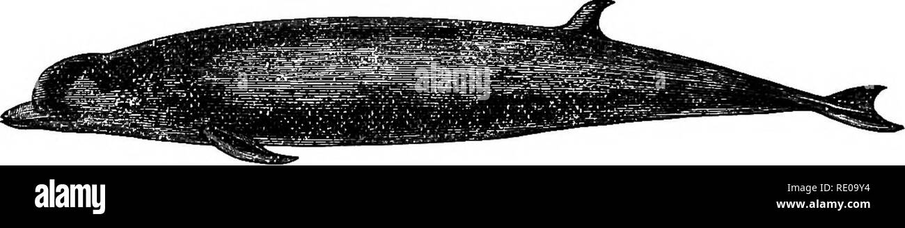 . Una introduzione allo studio dei mammiferi viventi e estinti. Mammiferi. 252 CETACEA o nei piccoli allevamenti. Da loro dentale e raccolta osteologica caratteri vengono facilmente separate in quattro distinti generi. Hypewodon}-una piccola conica dente appuntito in corrispondenza del vertice di ciascuna ramixs della mandibola, nascosto dalla gengiva durante la vita. Il cranio con le estremità superiori dei premaxillse rising improvvisamente dietro le narici al vertice e ampliato lateralmente, i loro bordi esterni della curvatura indietro e le loro superfici anteriori inarcamento in avanti e sovrastante le narici ; il diritto più grande di sinistra. Ossa nasali giacente nel Foto Stock