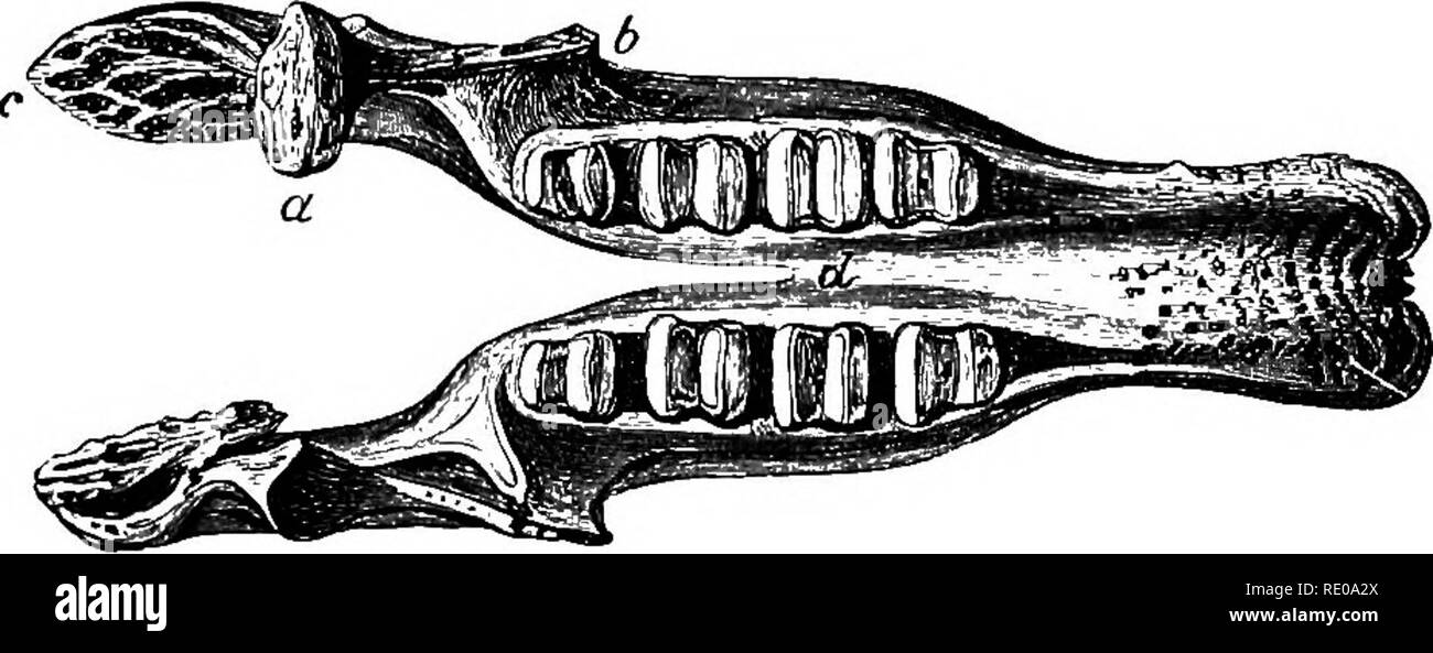 . Una introduzione allo studio dei mammiferi viventi e estinti. Mammiferi. MEGA IHERIID^ 185 di questa famiglia può essere convenientemente designato, d'accordo con i bradipi e formichieri, e in tal modo si differenziano da tutti gli altri mammiferi, per il fatto che il processo di coracoid della scapola e il confine coracoidal della stessa si uniscono sopra il coraco-scapolare tacca, il quale viene quindi convertito in un foramen. Grandi clavicles sono presenti. Megatherium}âThe tipico genere Megatherium, come essendo il più famoso rappresentante della famiglia, può essere notato in alcuni dettagli. Quasi uno scheletro completo, che si trova sulle rive del Eiver L Foto Stock