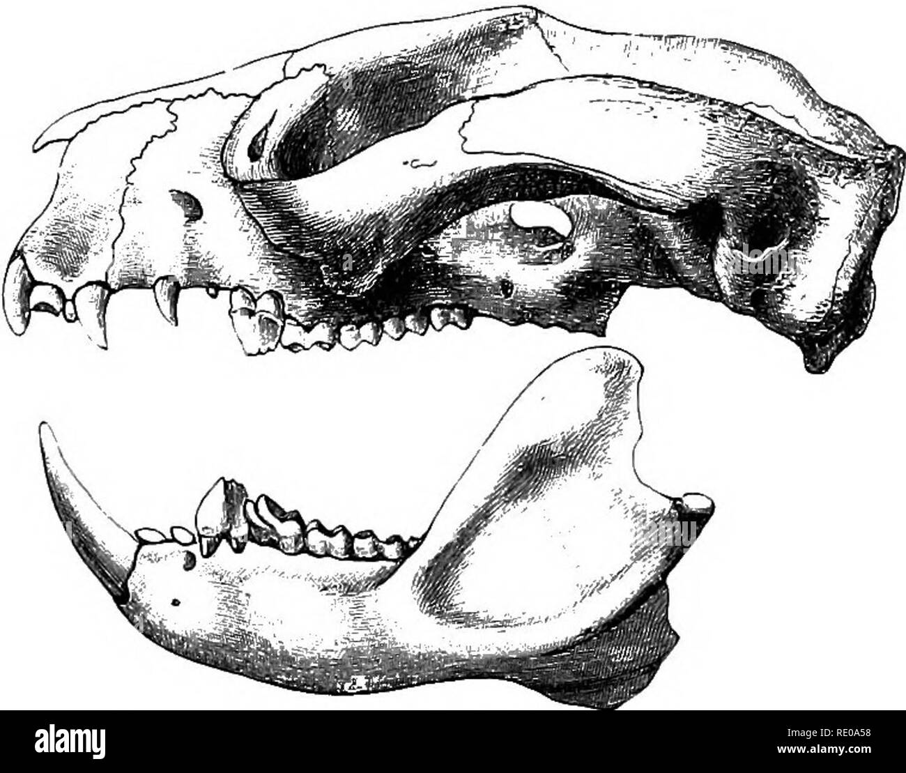 . Una introduzione allo studio dei mammiferi viventi e estinti. Mammiferi. MARSUPIALIA ISO. Pig 47. a sinistra vista laterale del cranio di grigio Cusous (Ptei- ang&amp;T orientalis). Dopo Peters. stout e forte, con grandi vacuities nell'ostacolare la metà del palato e le bullae uditive di spessore e gonfiato. La dentatura di solito * f J C T! Ho* f) "* f • Primo incisivo superiore quasi a sezione circolare, o solo leggermente piatto- tened davanti; può- ine più o meno strettamente approssimate al terzo incisivo (che è molto piccola), e situato in parte davanti della sutura tra la pre- la mascella e la mascella. F Foto Stock