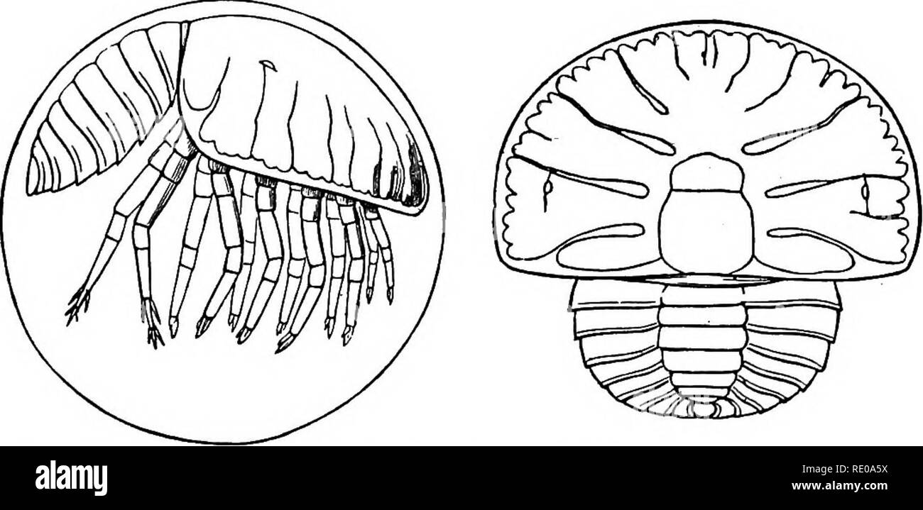 . Zoologia per licei e collegi. Zoologia. EMBBYOLOQT DEL RE-granchio. 301 La membrana sierosa (Fig. 266., am), che è simile a quello di insetti. Quindi gli arti bud; le sei coppie di lembi cefalica appaiono in una sola volta come in Fig. 266. Subito dopo le due coppie basale della foglia addominale-come i piedi sorgono, l'addome essere- viene separata dalla zona anteriore del corpo e s'egments sono indicate come in Fig. 267. Una fase successiva (Fig. 268) provvisti di segnaletica è da più altamente sviluppato porzione dorsale dell'embrione, un aumento nella dimensione dell'addome, e la comparsa di nove distinti s addominale Foto Stock