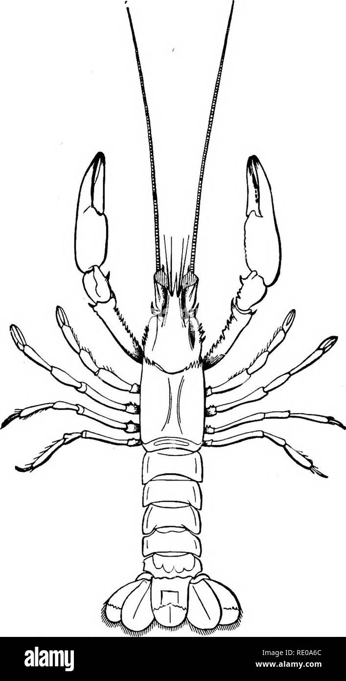 . Zoologia per licei e collegi. Zoologia. 5ji^6 zoologia. Esso comprende la fine di Merostomata rappresentato al presente giorno dal re-granchi e l'ordine Trilobita, che è del tutto estinta. L'organizzazione del re-granchi è così. Fig; 263.-ComSoruspeBMcidw, ciechi craw-flsli della Caverna del Mammuth. Dimensione naturale. interamente a differenza di quella dei crostacei, quando consideriamo i desideri di antenne, il fatto che il sistema nervoso è. Si prega di notare che queste immagini vengono estratte dalla pagina sottoposta a scansione di immagini che possono essere state migliorate digitalmente per la leggibilità - Colorazione e aspetto di questi illu Foto Stock