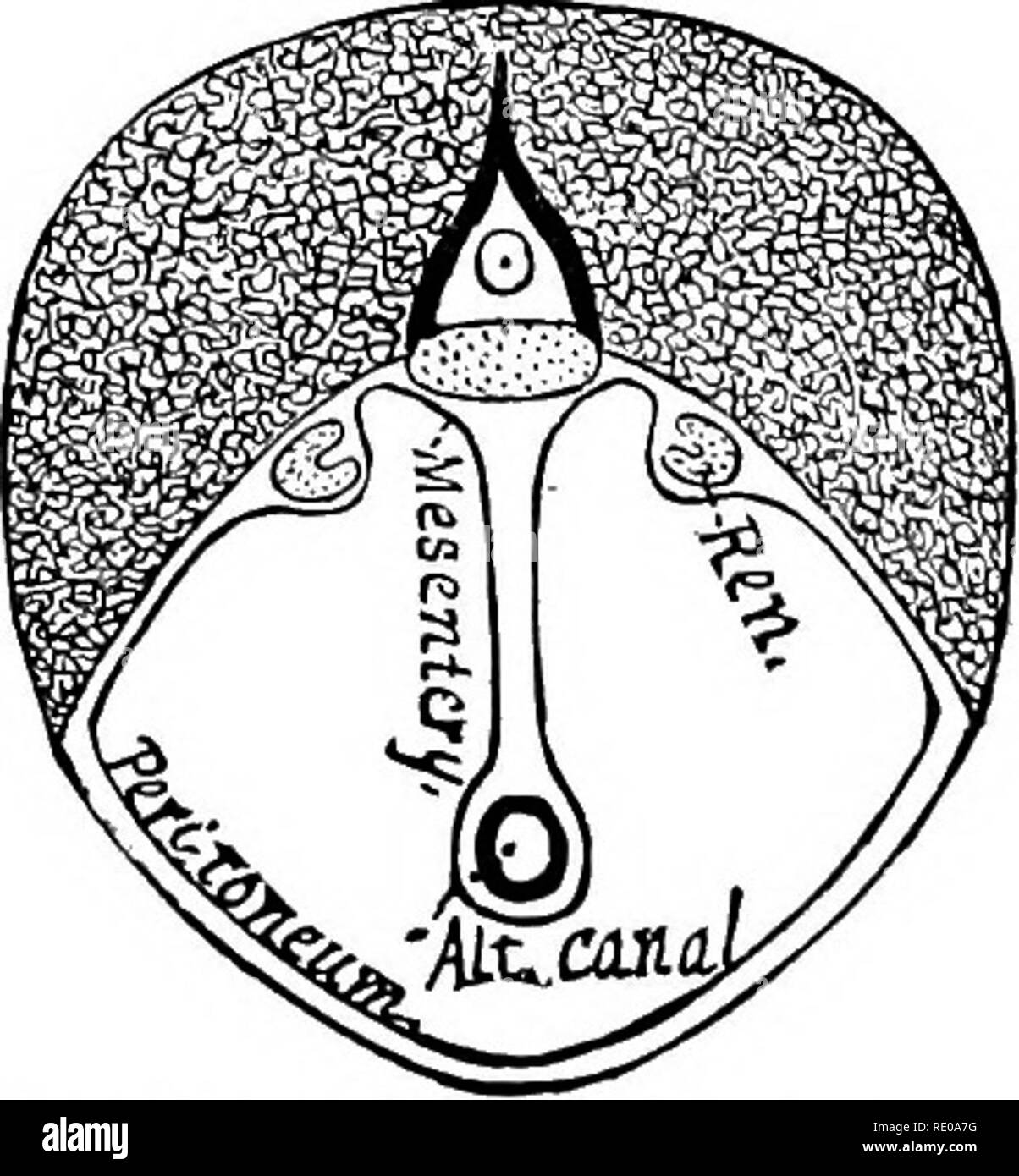 . Tecnologia anatomica come applicata al gatto domestico; un'introduzione a umano, veterinaria e anatomia comparata. Gatti; la dissezione; mammiferi. Il peritoneo. 279 YISCEEA addominale, studio speciale. § 724. Nomi delle parti in ordine di esame.-Perito- neum ; Diapkragma, diaframma; Stomaclius, stomaco; Splen, milza; Intestinum tenue, piccolo intestino (duodeno, digiuno, ileo) ; Intestinum amplum, intestino crasso (intestino cieco e del colon, rec- tum) ; Hepar, fegato, pancreas ; Ren, rene; Urocystis, urinaria "vescica; surrenali, capsule surrenali; utero, grembo ; ovaio, ovaio ; vas deferens, sperma Foto Stock