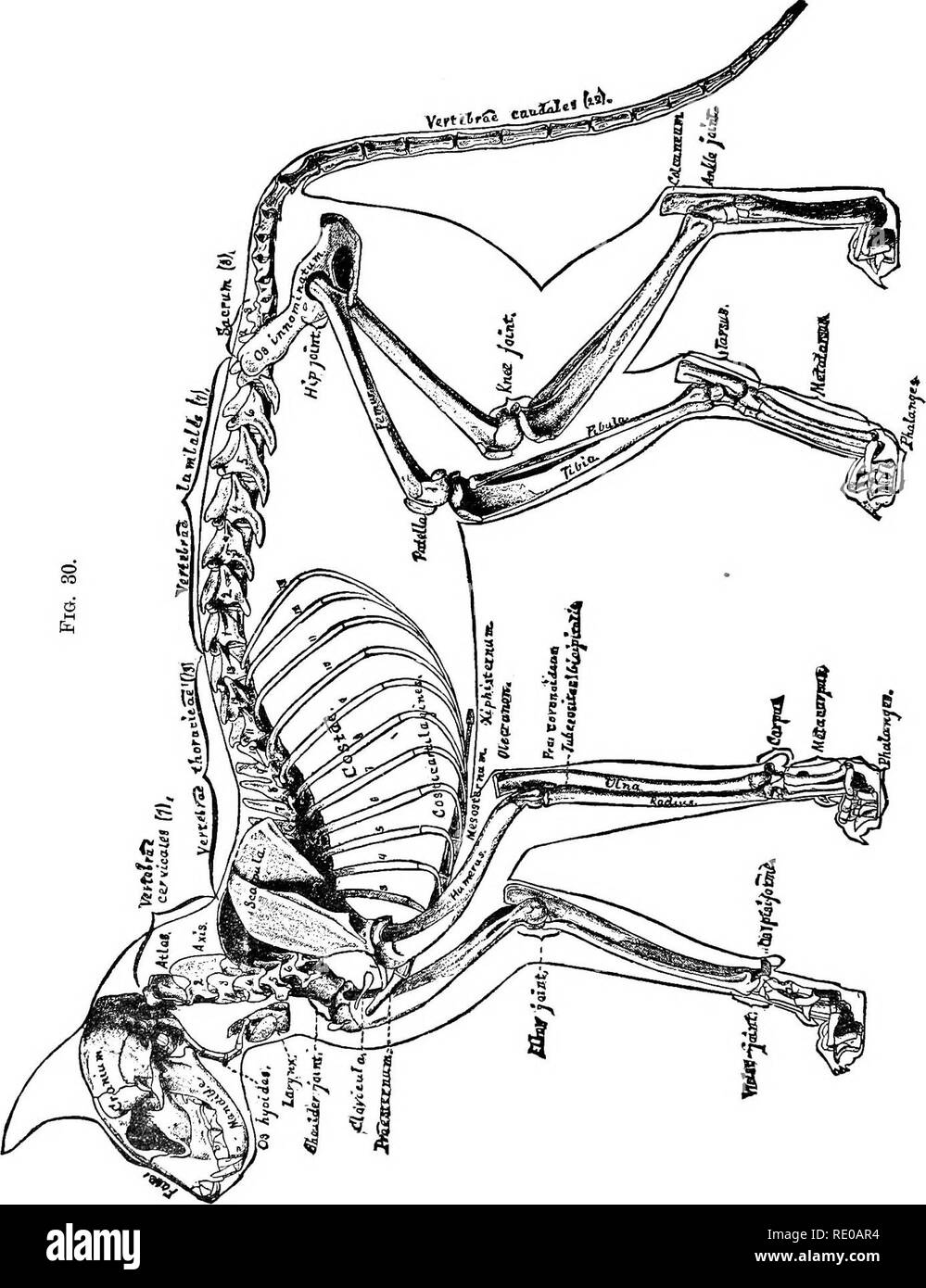 . Tecnologia anatomica come applicata al gatto domestico; un'introduzione a umano, veterinaria e anatomia comparata. Gatti; la dissezione; mammiferi. 88 Tecnologia anatomica.. Si prega di notare che queste immagini vengono estratte dalla pagina sottoposta a scansione di immagini che possono essere state migliorate digitalmente per la leggibilità - Colorazione e aspetto di queste illustrazioni potrebbero non perfettamente assomigliano al lavoro originale. Wilder, Burt G. (Burt verde), 1841-1925; Gage, Simon Henry, 1851-1944. New York e Chicago, A. S. Barnes & l'azienda Foto Stock