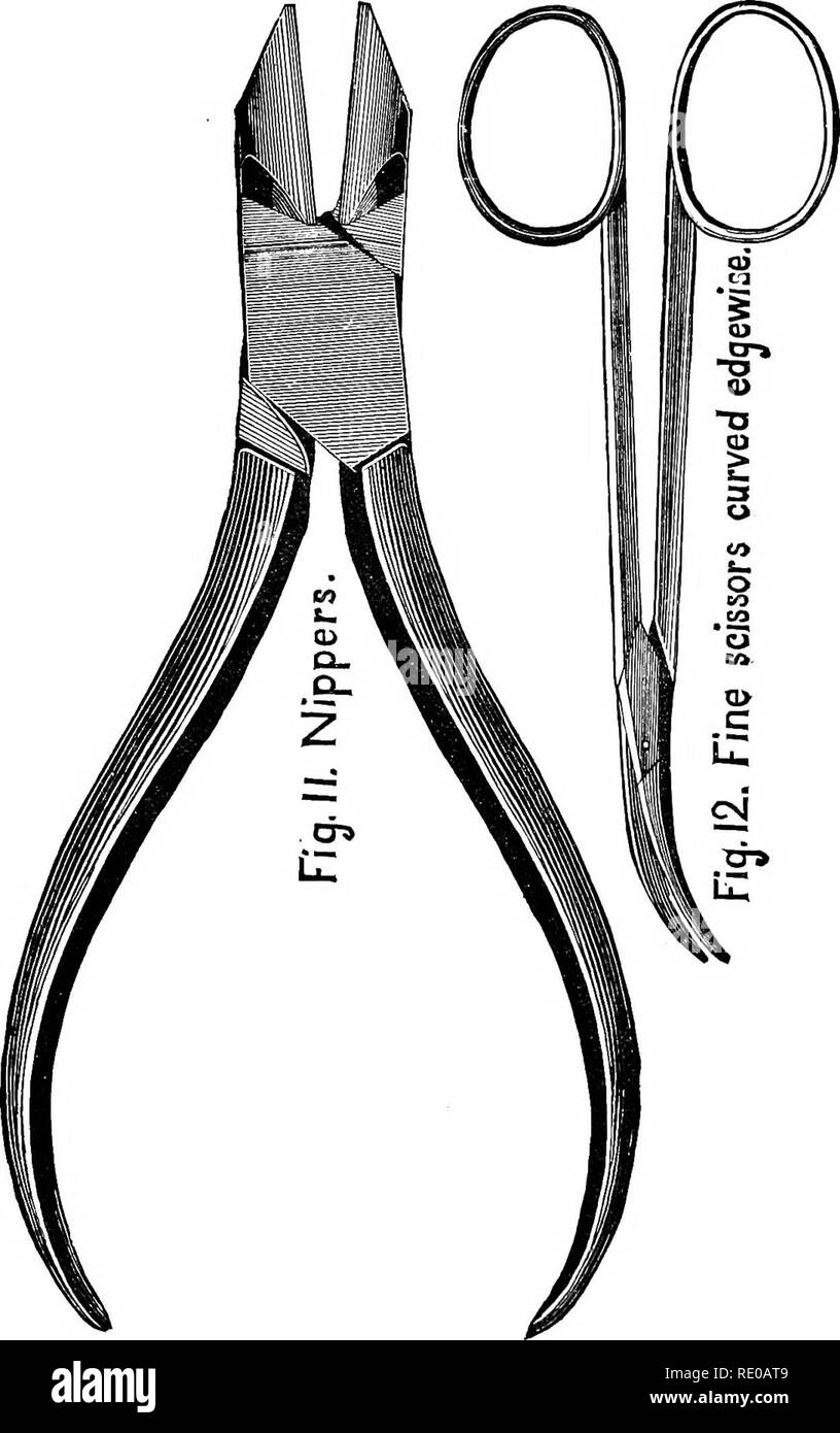 . Tecnologia anatomica come applicata al gatto domestico; un'introduzione a umano, veterinaria e anatomia comparata. Gatti; la dissezione; mammiferi. Setole di perline. 63. Fig. 11.-NiPPEKs ; x 1; § 146. Tedesco " lato di pinze di taglio." Fig. 12.-AMMENDA Scissoks, curva edgewise ; x 1; i^ 156. "Lavoro, come cartilagini di taglio e di separazione di artlira, così come per evitare di smussare e intaccare il più delicato lame di bisturi. Ogni spessore bisturi palettato può essere macinato in una arthrotome tollerabile. § 136. Setole di perline.-Questi sono facilmente realizzata. Tagliato da a. Si prega di notare che queste immagini vengono estratti Foto Stock